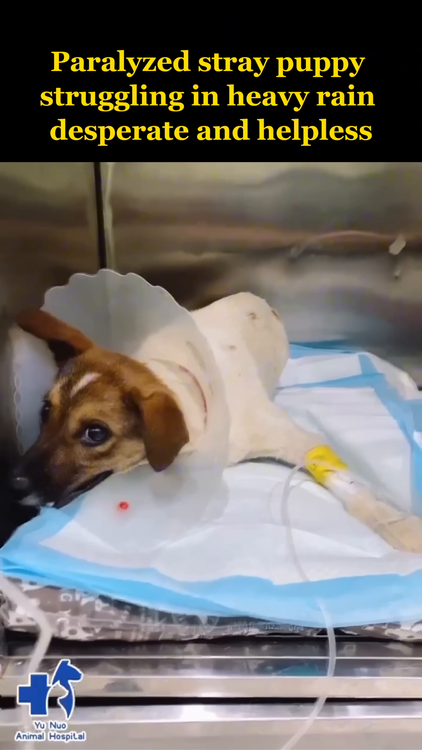 The puppy, now wearing a cone, is lying on a medical bed with an IV drip attached to its leg, looking alert and responsive.