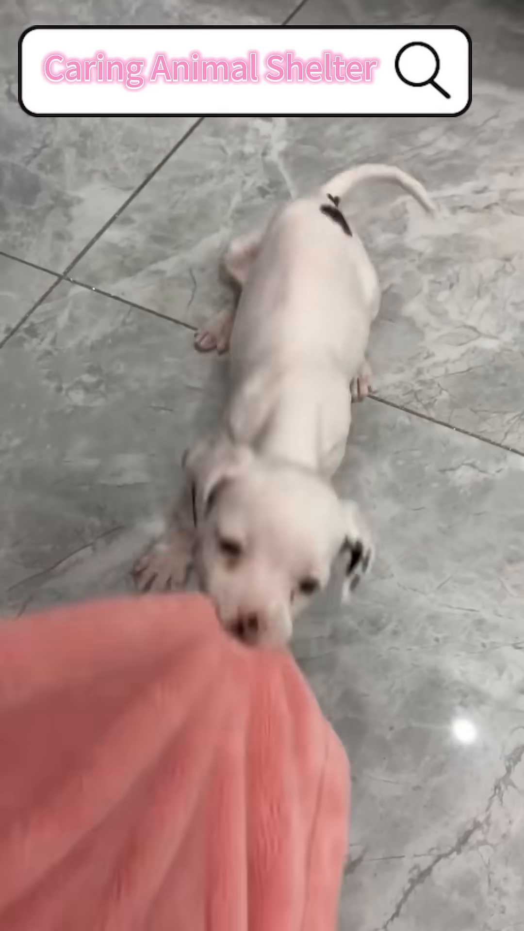 The puppy is wearing a cute outfit, looking happy and healthy.
