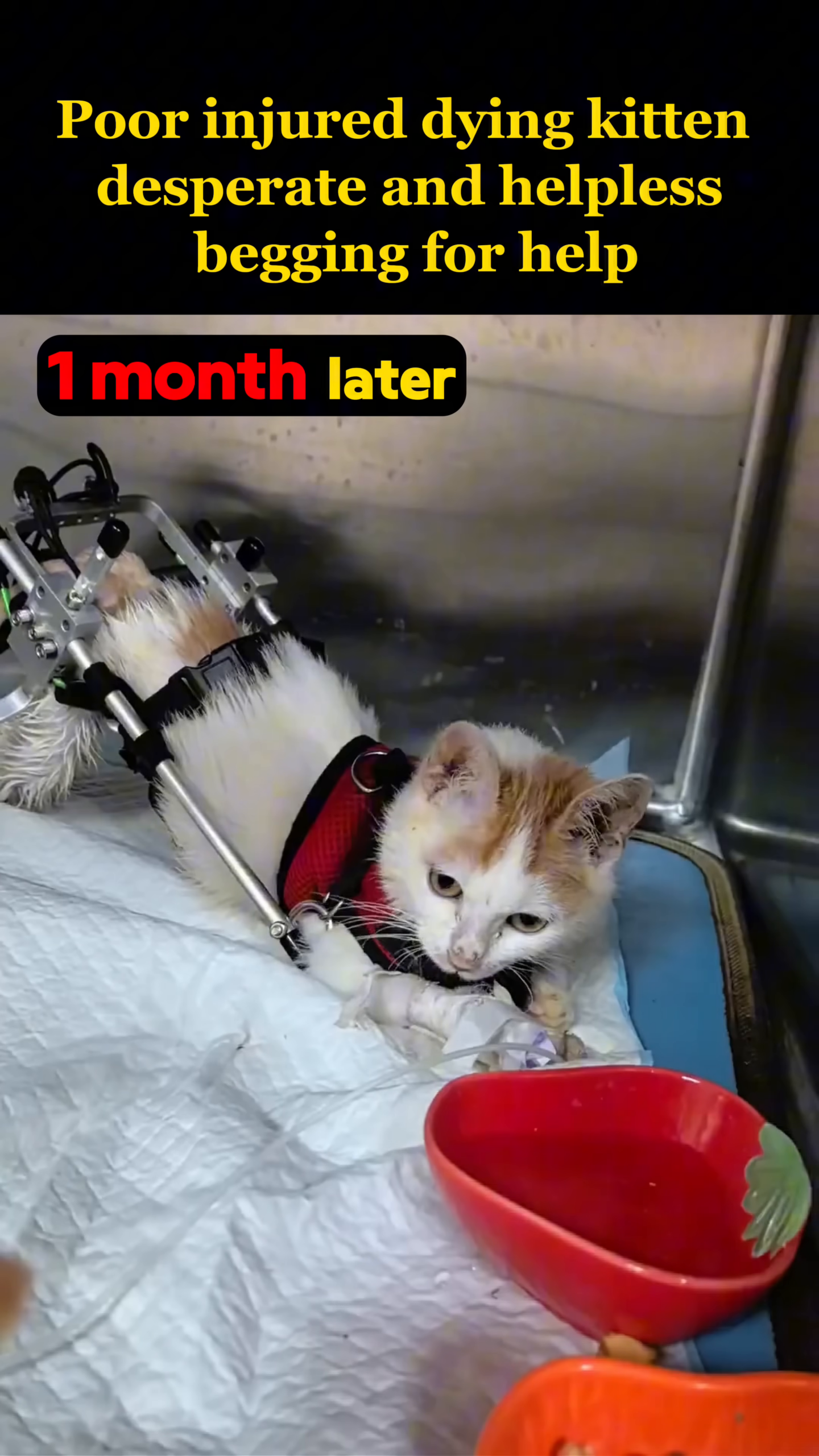 The kitten is fitted with a custom-made wheelchair, ready to move.