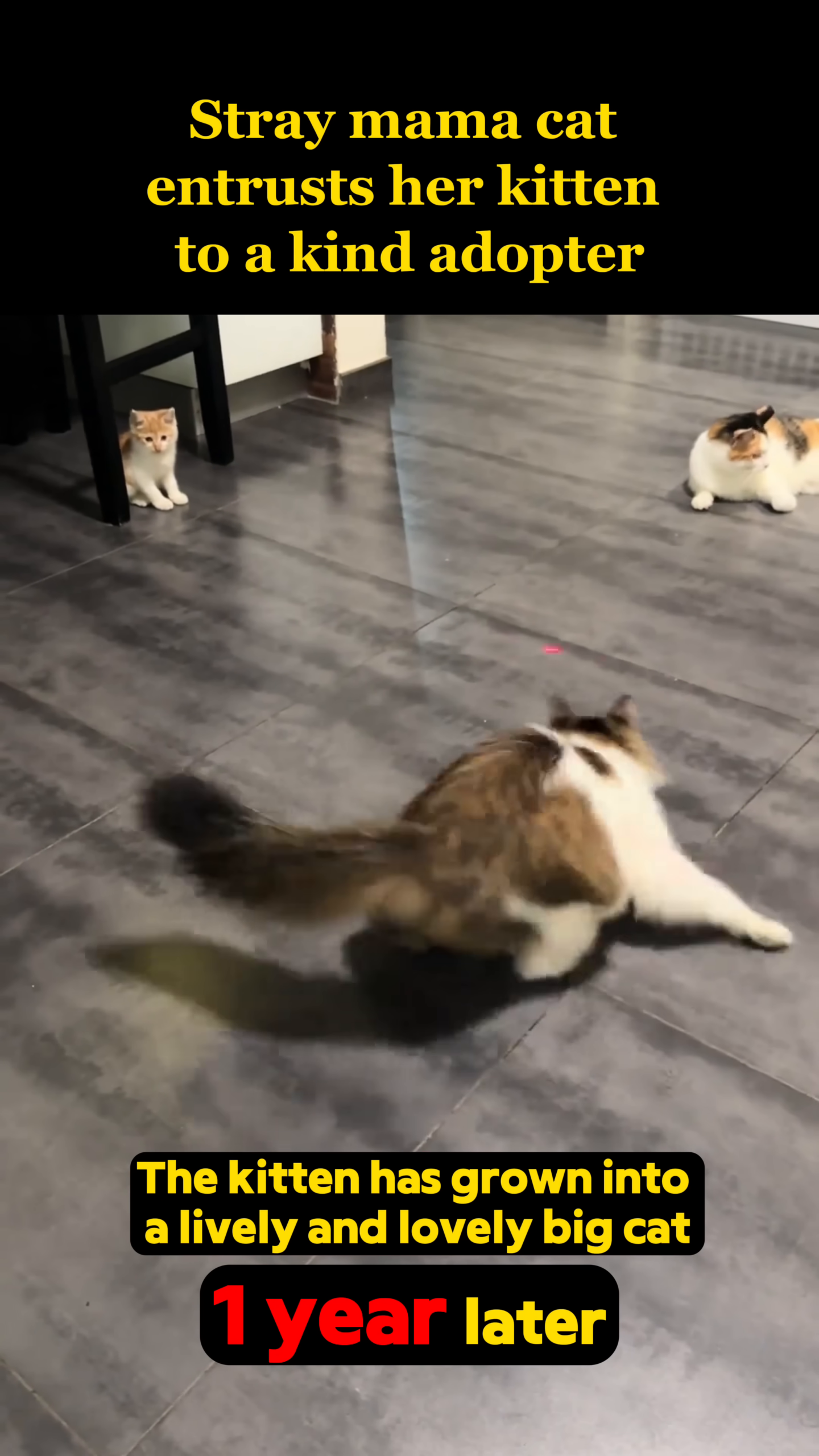 A year later, the grown cat is playful and healthy, interacting with other cats.