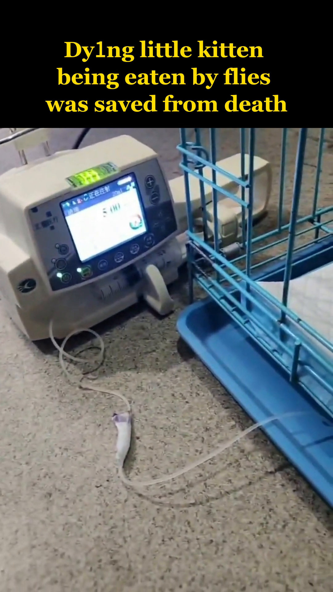 The kitten, wearing a cone, rests in a blue cage on a white blanket, with medical equipment visible.