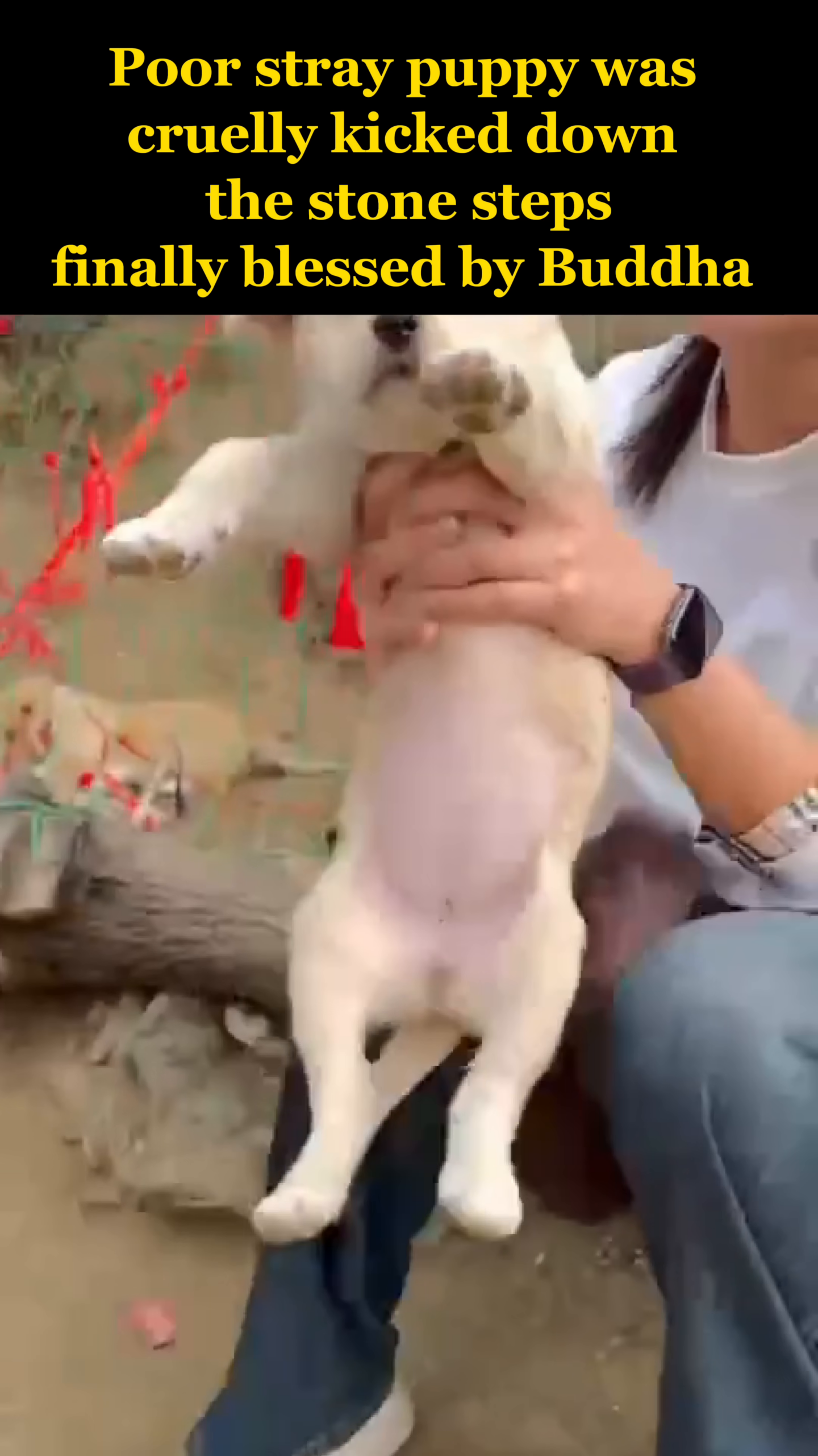 The puppy, now clean and looking healthier, is being held and petted by a person.