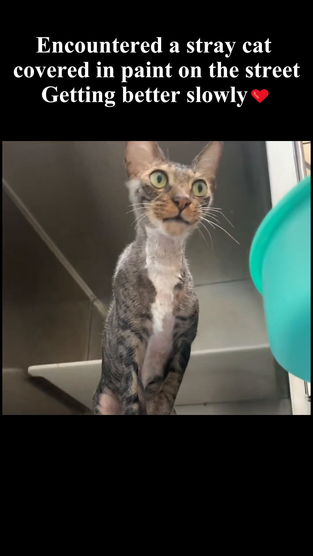 The cat, with fur growing back, looking alert and curious in its cage.