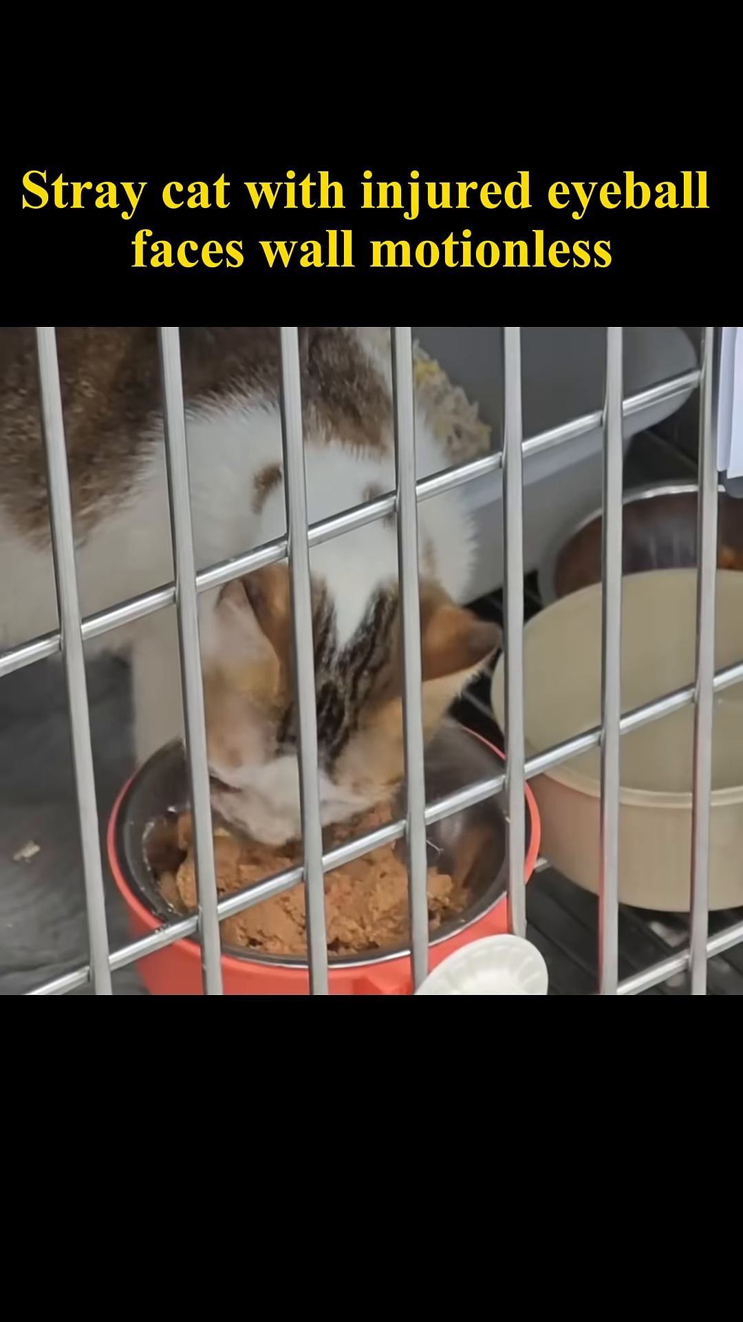 The cat is seen eating from a bowl, its appetite a positive sign of recovery.