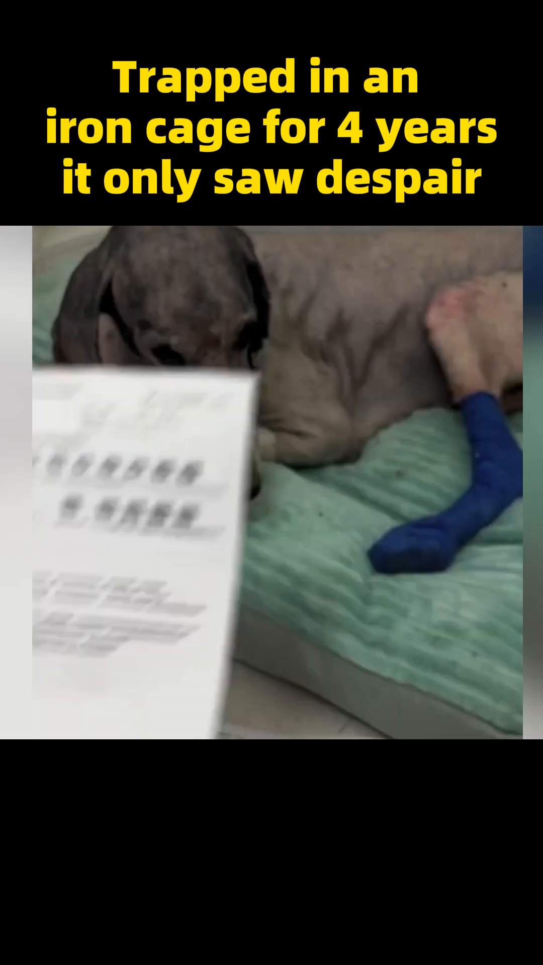 The dog, with shaved skin and bandages on its legs, rests under an orange blanket on a soft bed.