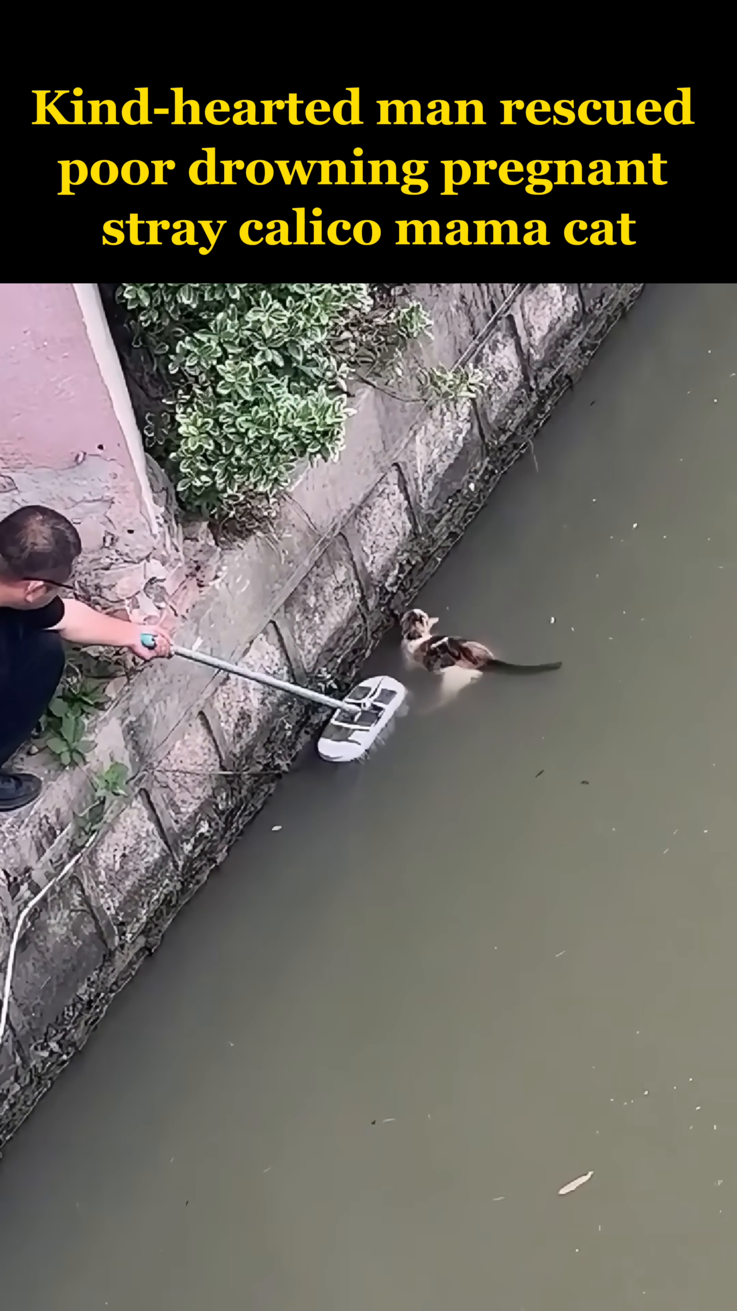 The man gently pets the rescued cat on the bank, offering comfort.