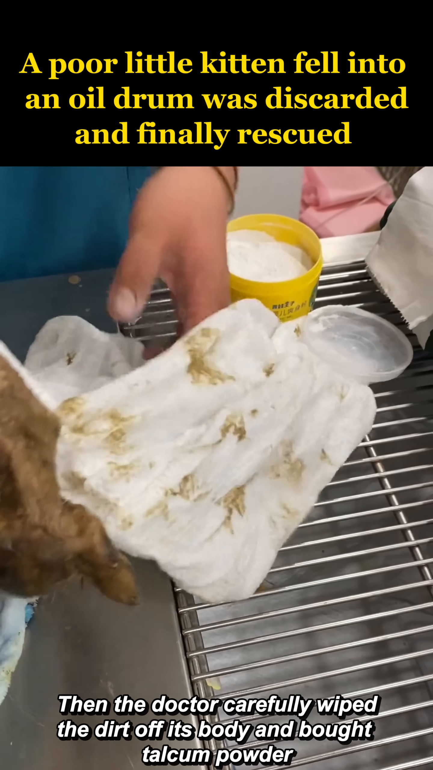 A doctor applies talcum powder to the cleaned body of the kitten.