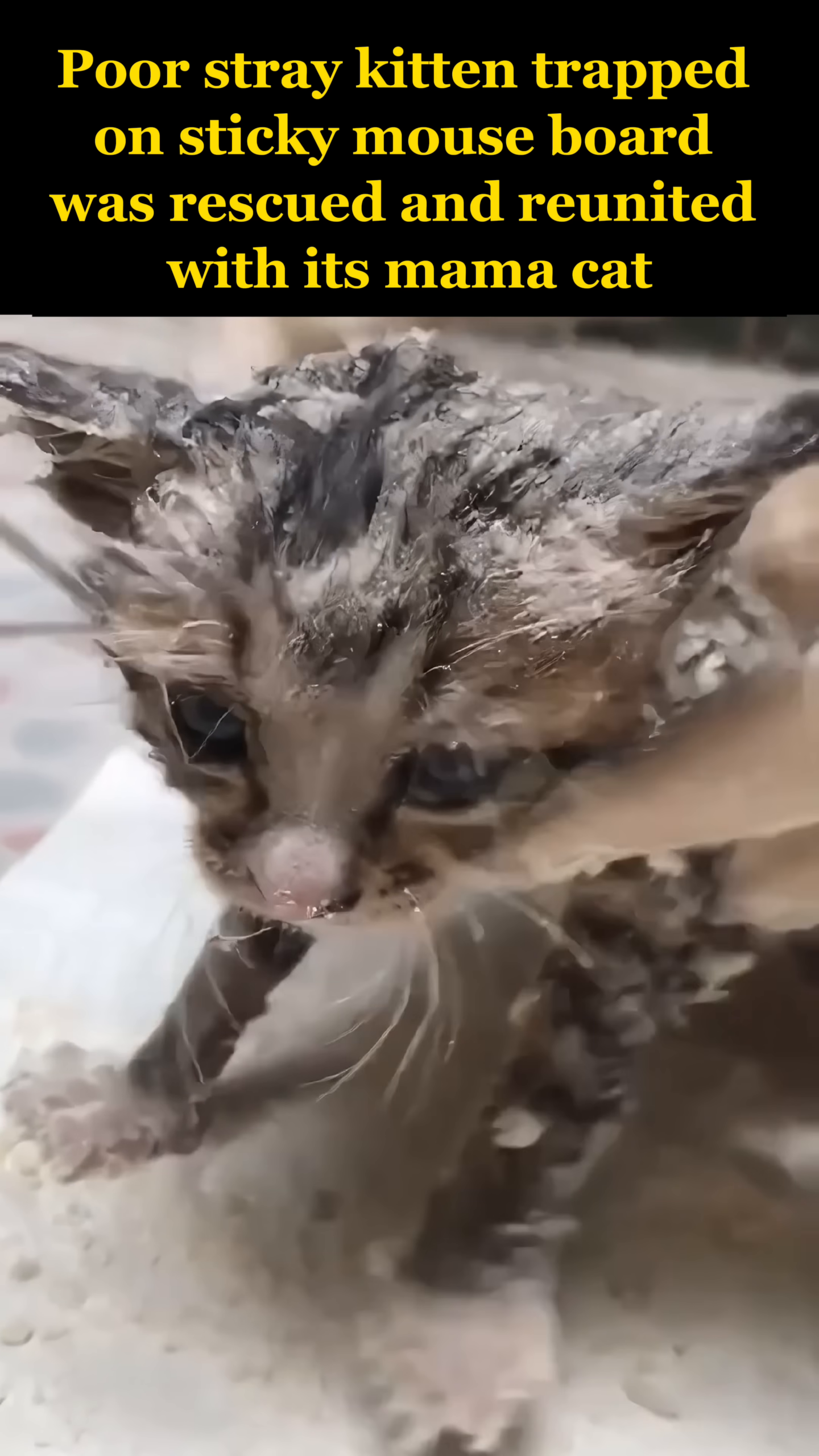 The kitten is tenderly placed in a basin of water for a much-needed bath to wash away all the residue.
