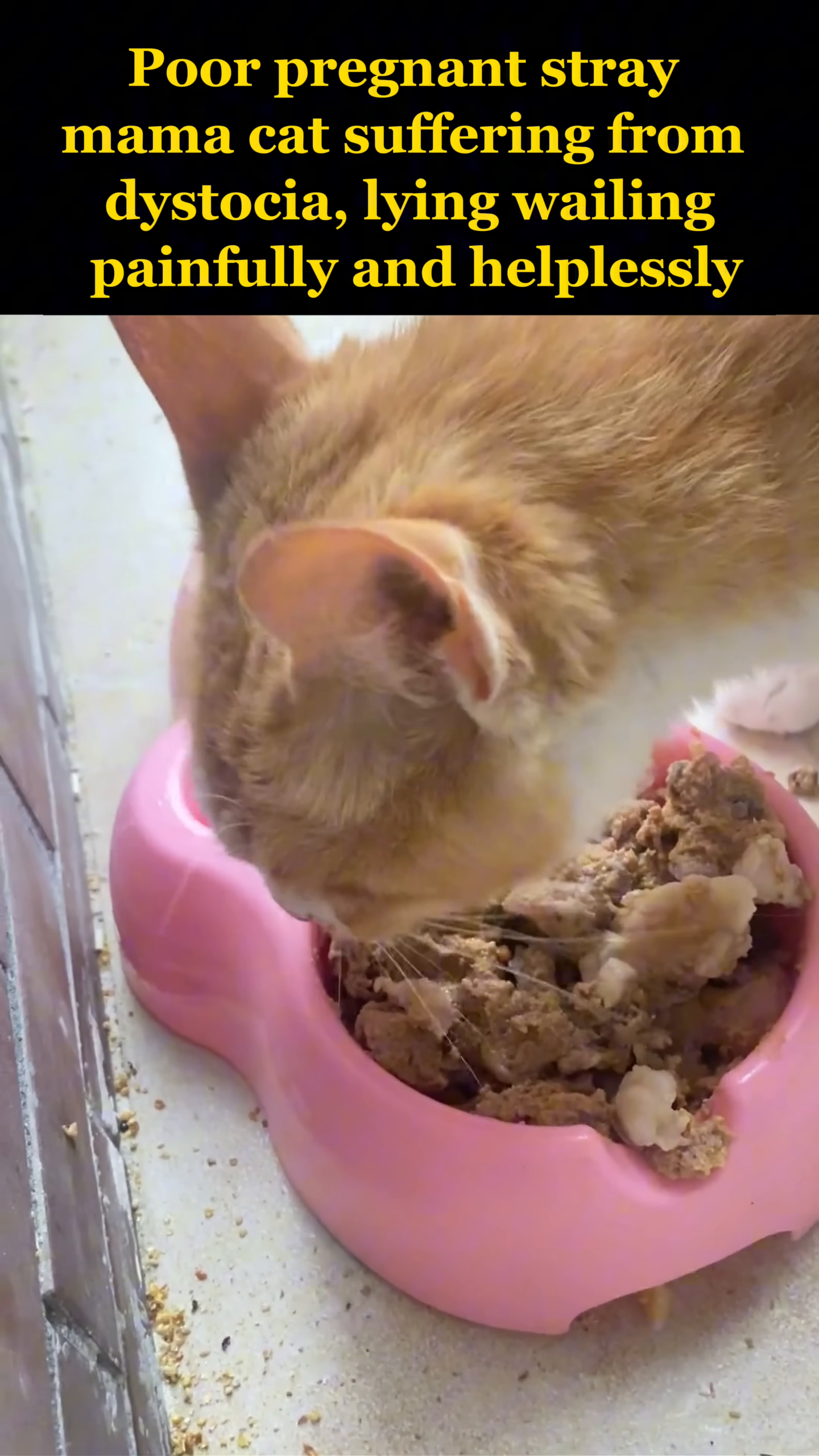 The mama cat eats heartily from a pink bowl, showing her recovery and hunger.