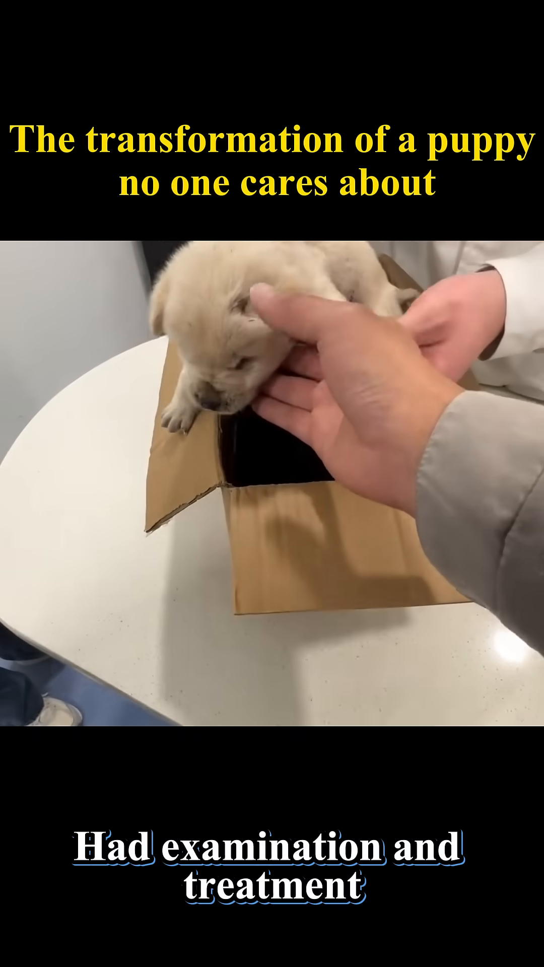A veterinarian gently examines the puppy, highlighting its need for medical care.