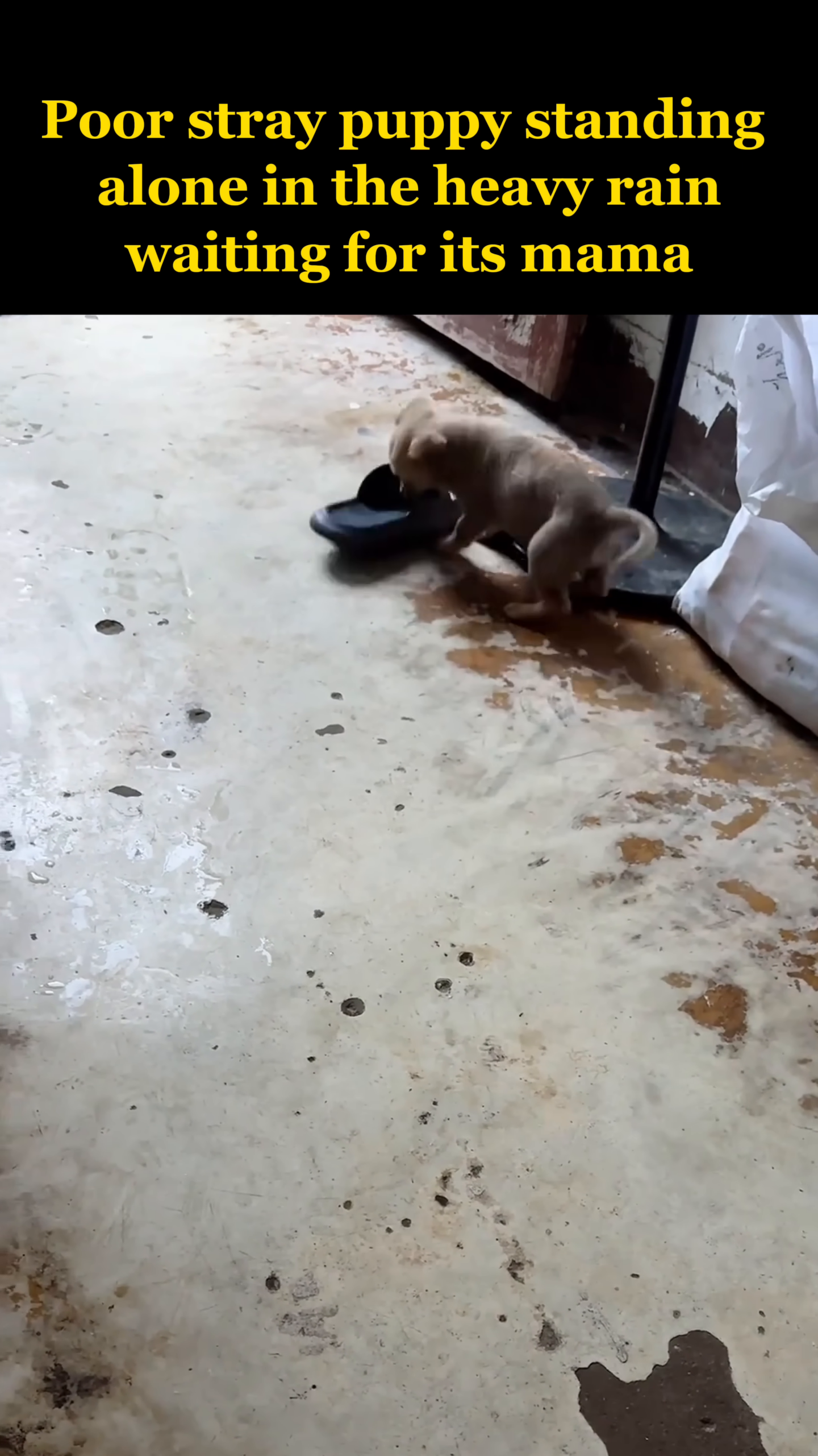 A happy, energetic puppy playfully interacts with its rescuer.