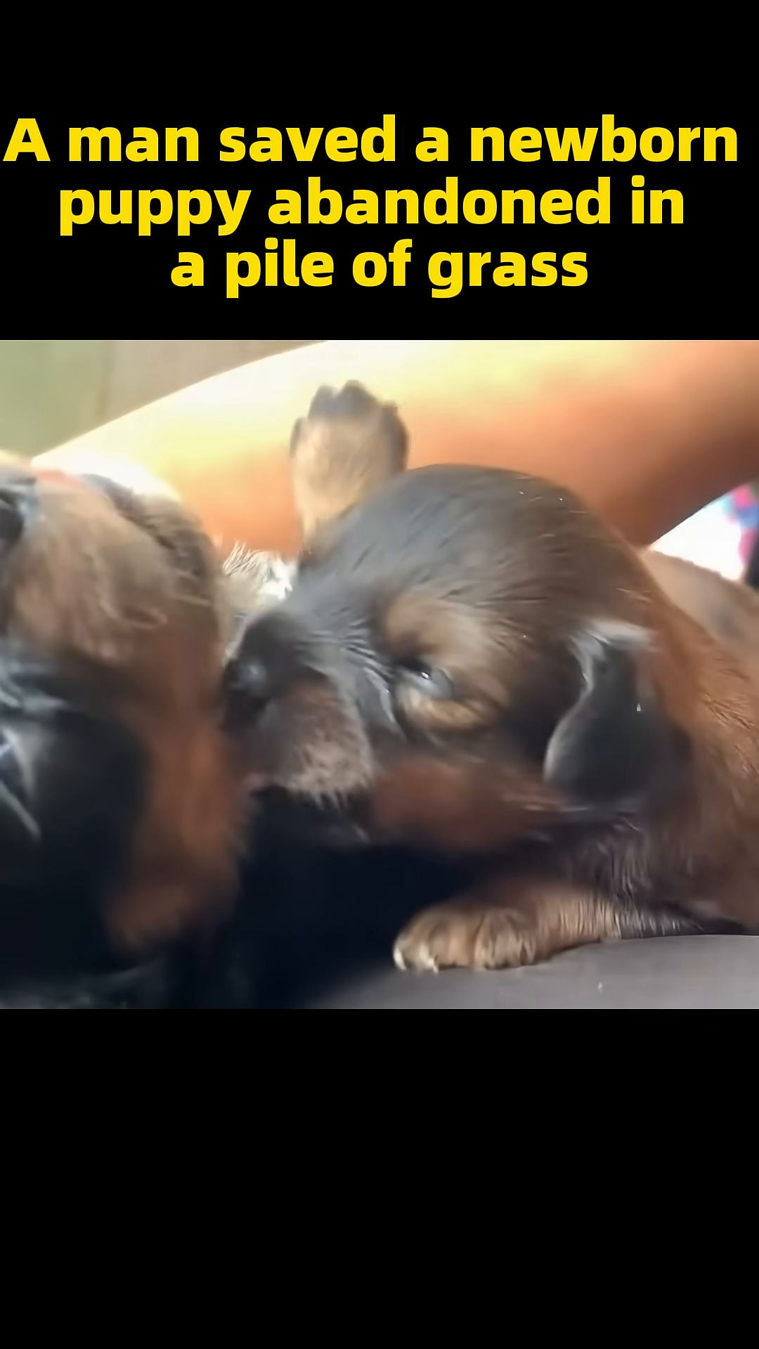 Two puppies affectionately lick and interact with each other, showcasing their strong bond.