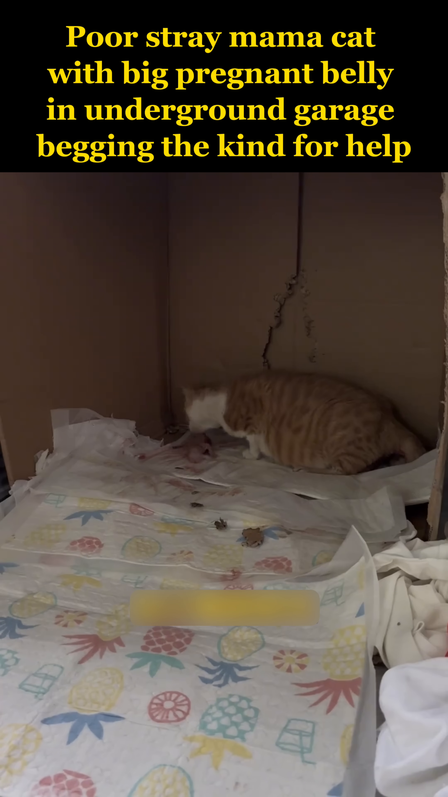 The mama cat tenderly cleans her newborn kitten immediately after birth.