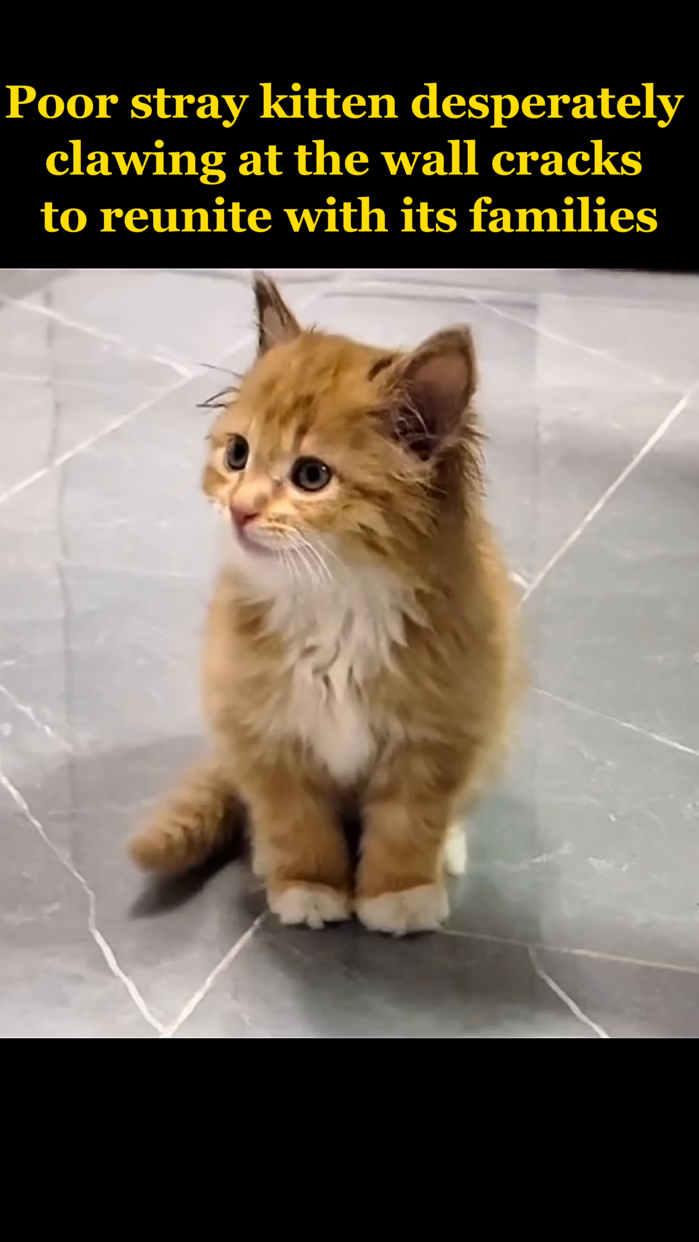 The rescued kitten sits calmly indoors, looking around with bright, curious eyes, its fur clean and fluffy.