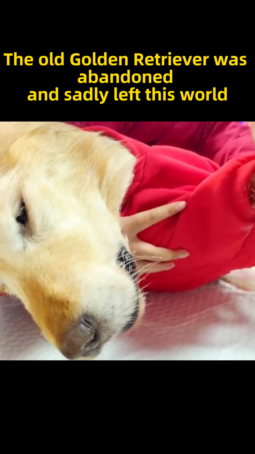 A person gently comforts the frail Golden Retriever, wearing a red sweater, in its final moments.