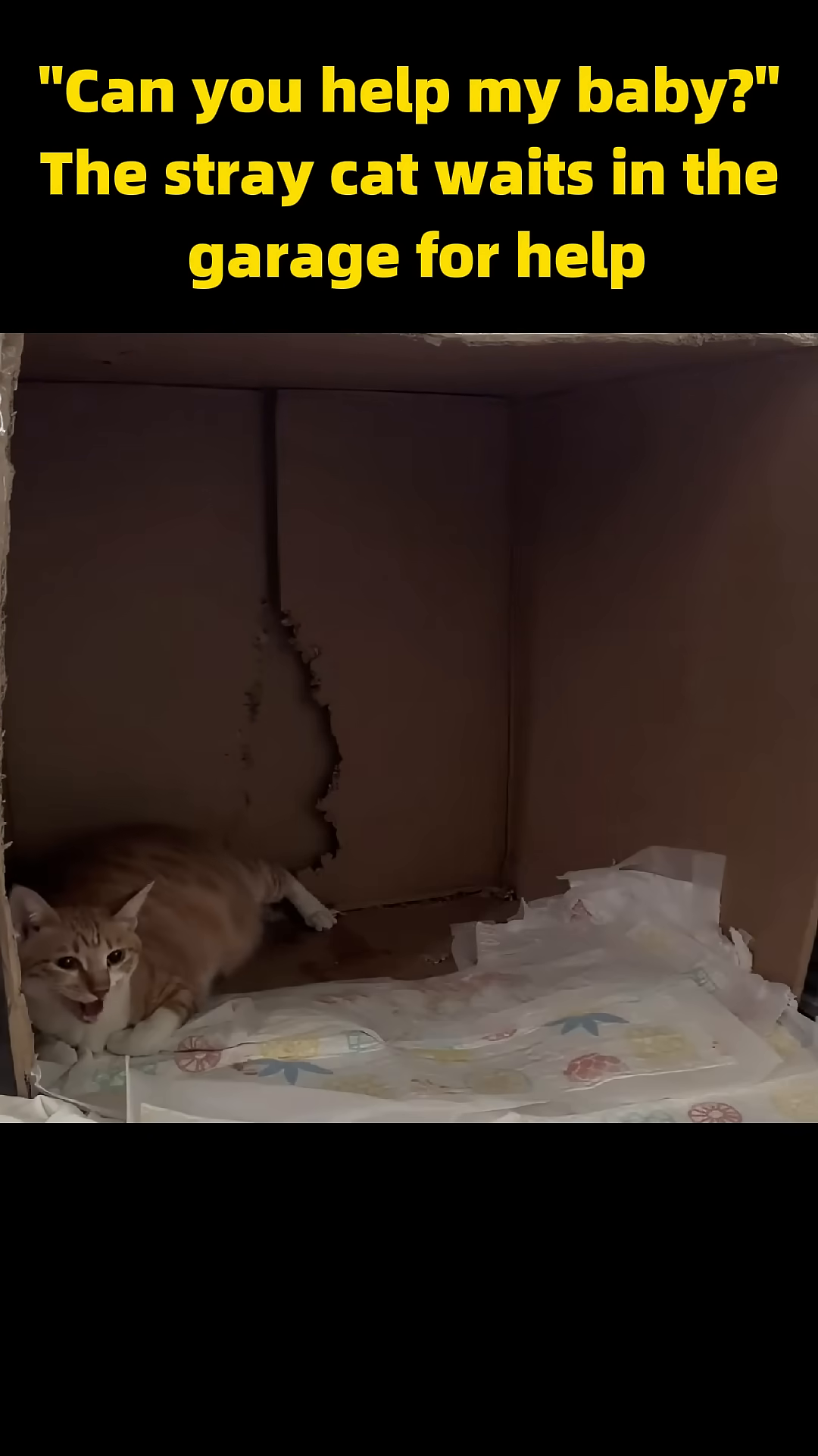 The mother cat settles into her birthing box, preparing to welcome her kittens.