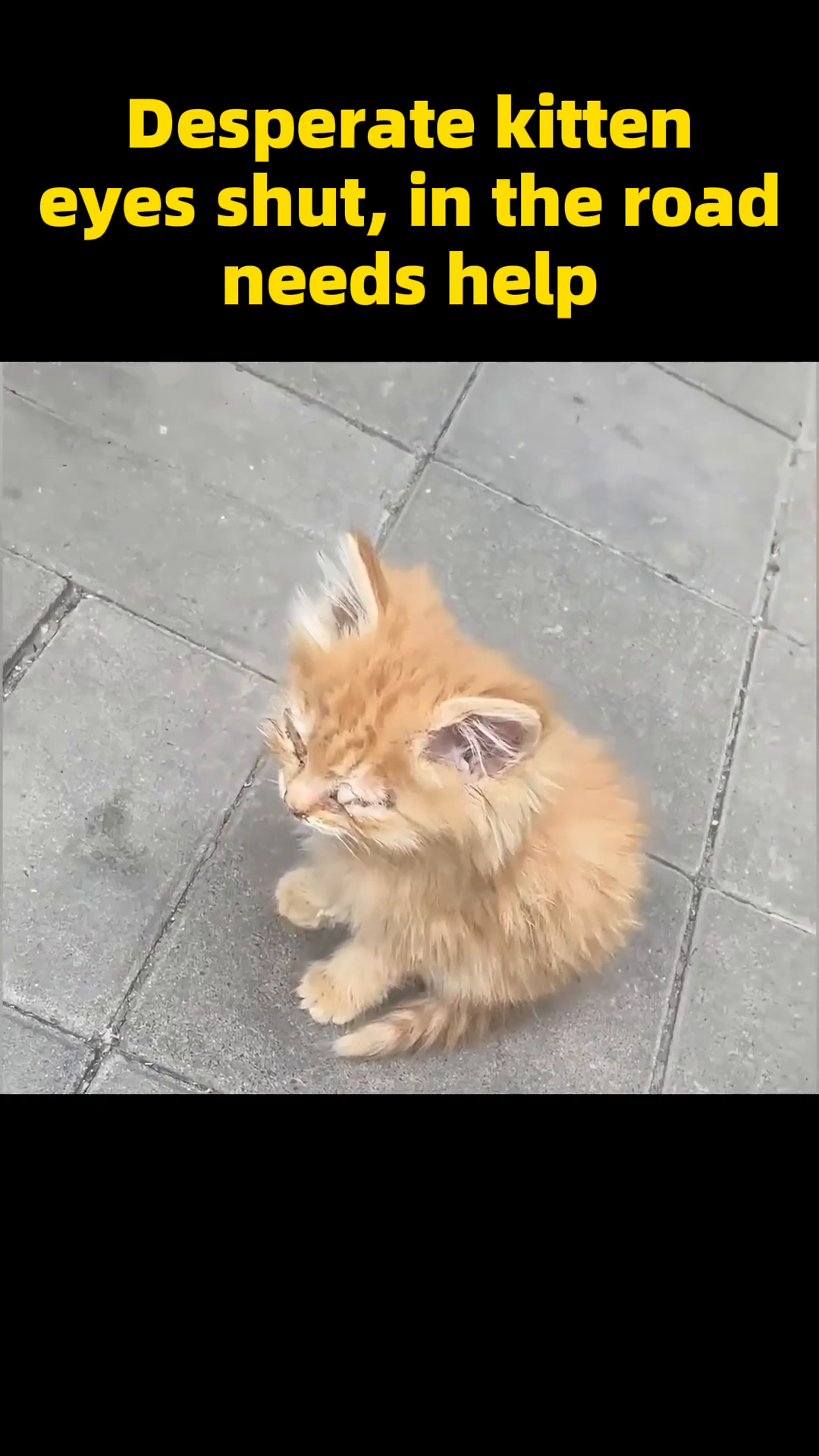 The kitten eagerly eats soft food from a small pink bowl, a clear sign of improving health.