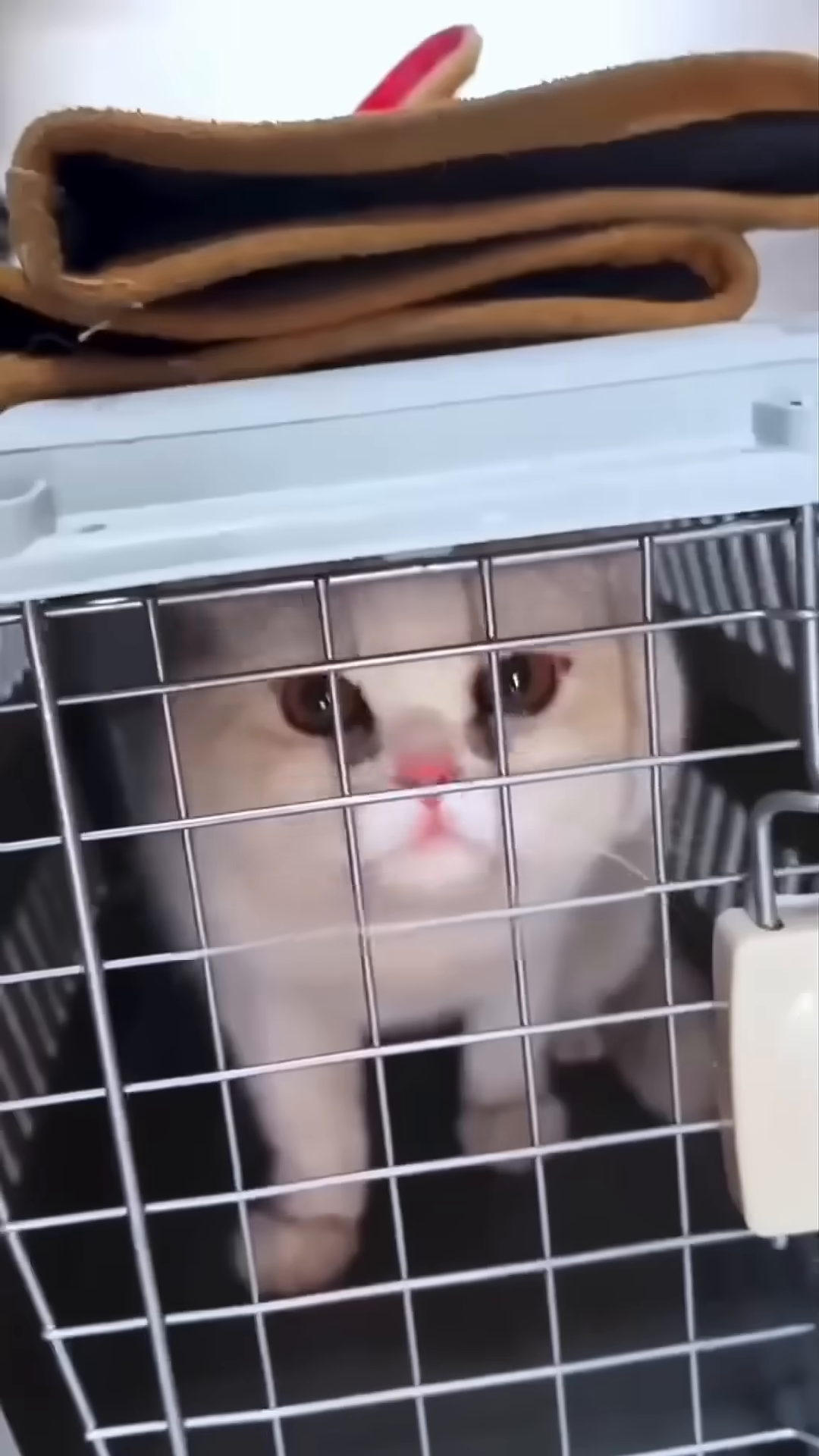 The cat is gently placed into a pet carrier, ready to embark on her journey to a new home.