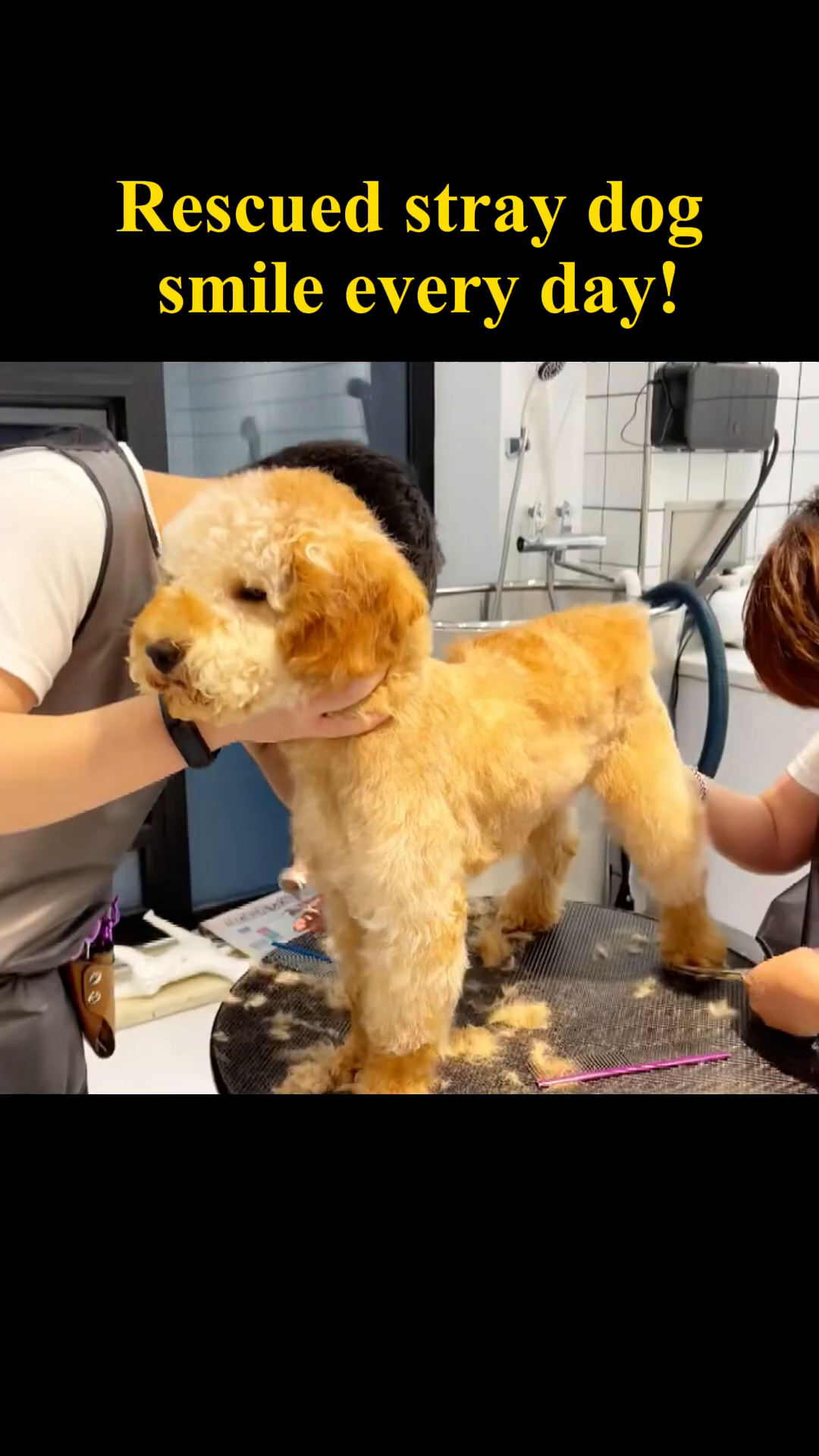 A beautifully groomed dog with a happy expression, looking healthy and vibrant.