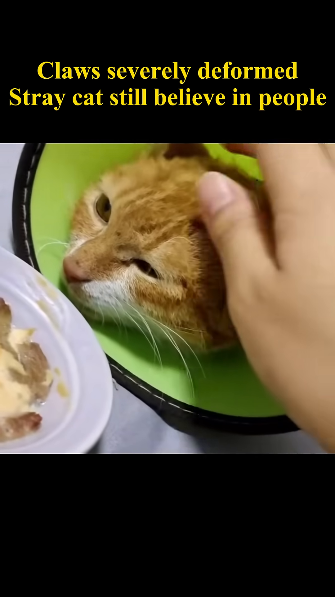 The cat looks up with soft eyes, a symbol of its regained trust and hope.