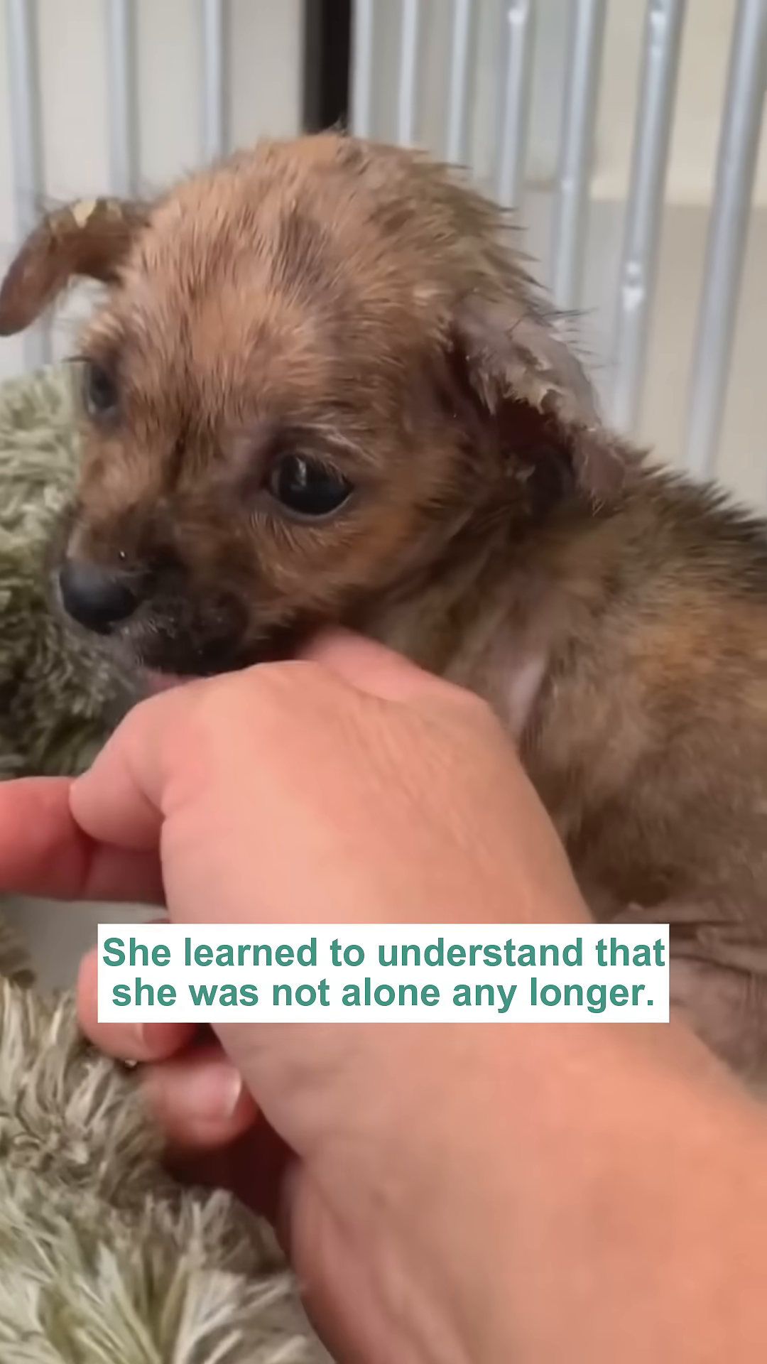 A person's hand gently strokes the puppy's head, showing affection and connection.
