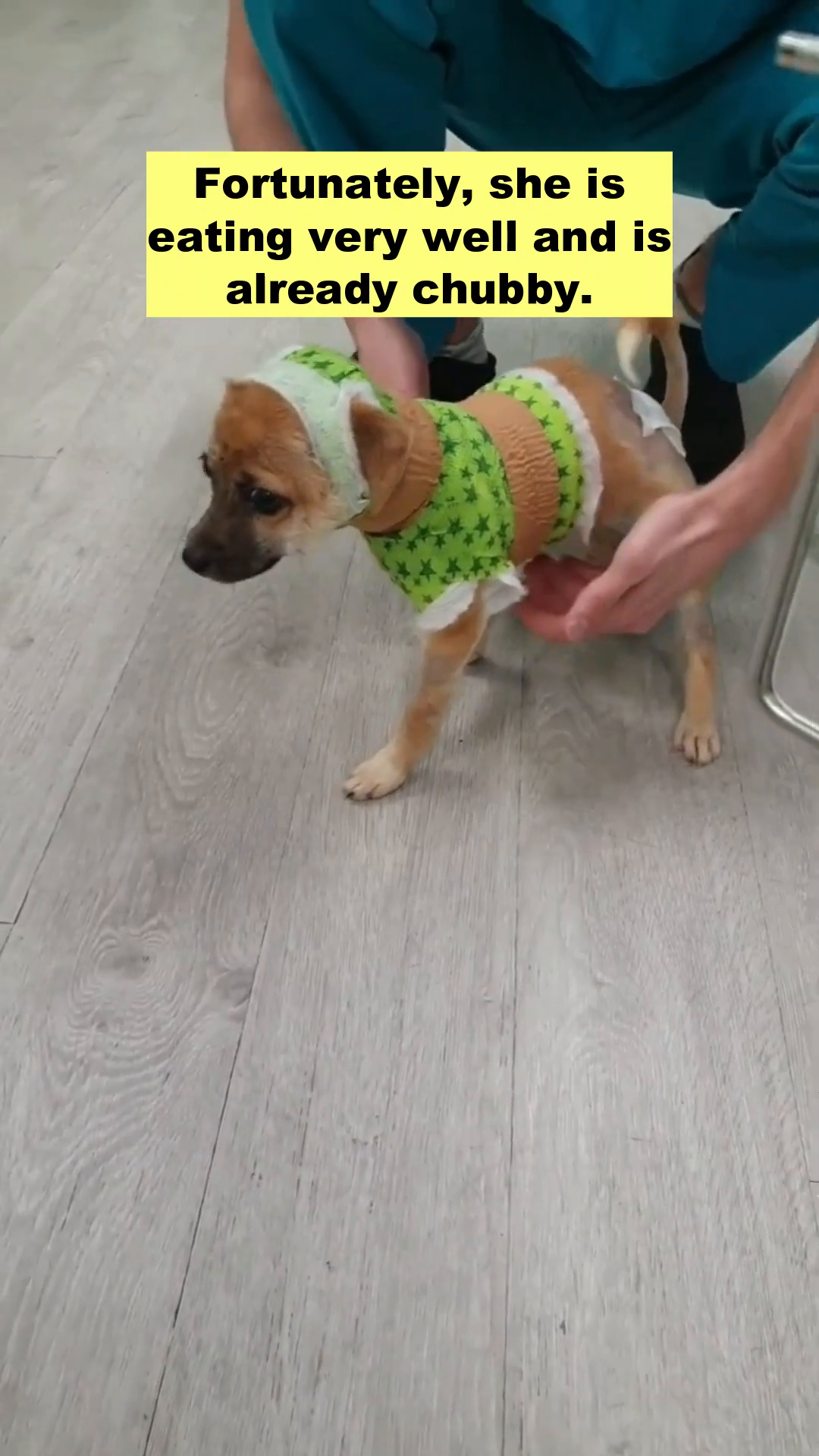 A puppy wearing a green and white bandage outfit, being petted by a person.