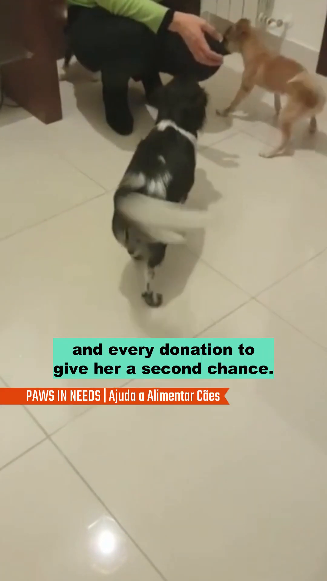 Two dogs are interacting with a person who is kneeling on the floor.