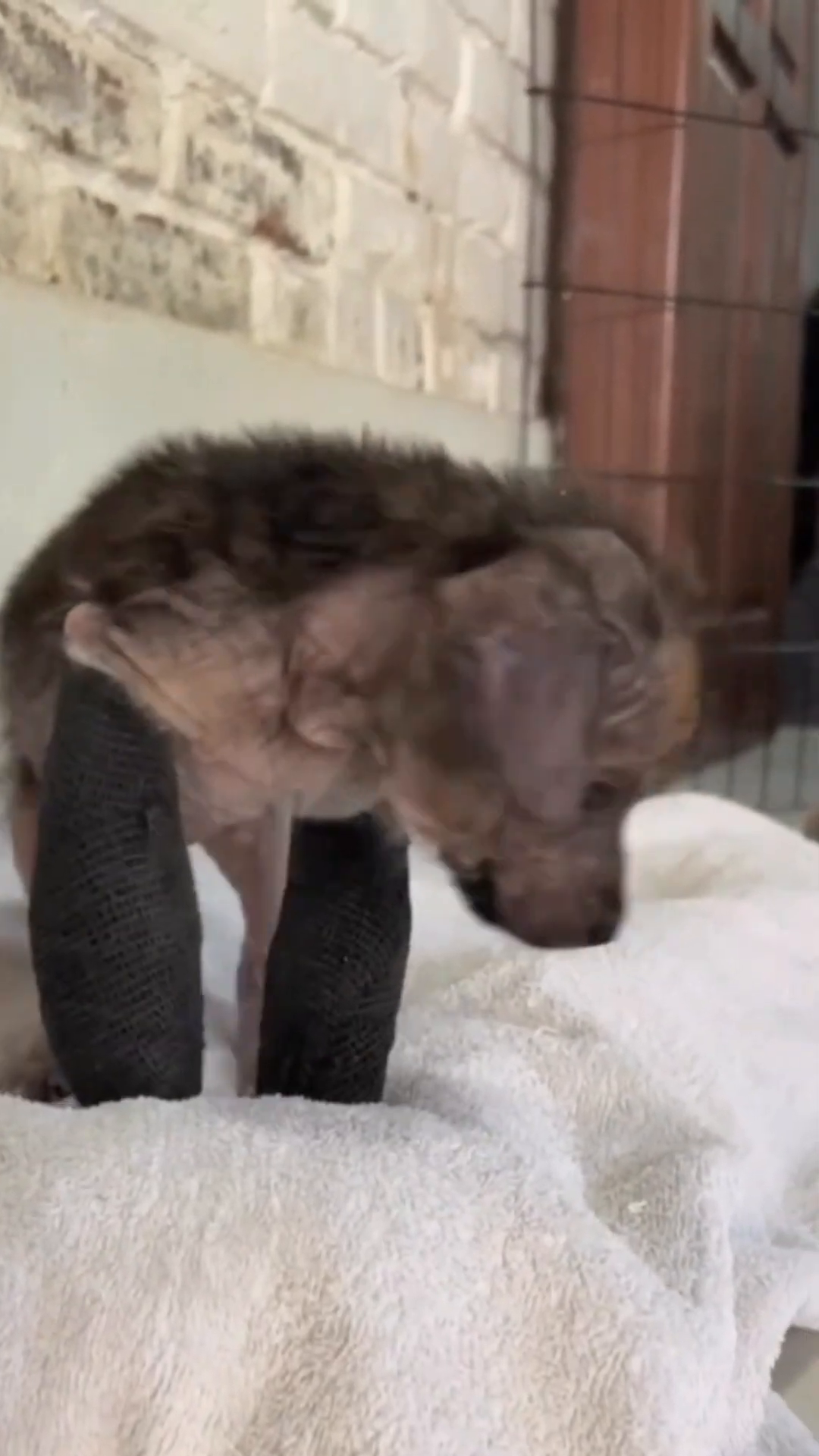 Tiny Lulu, now looking healthier and more energetic, drinks water from a bowl.