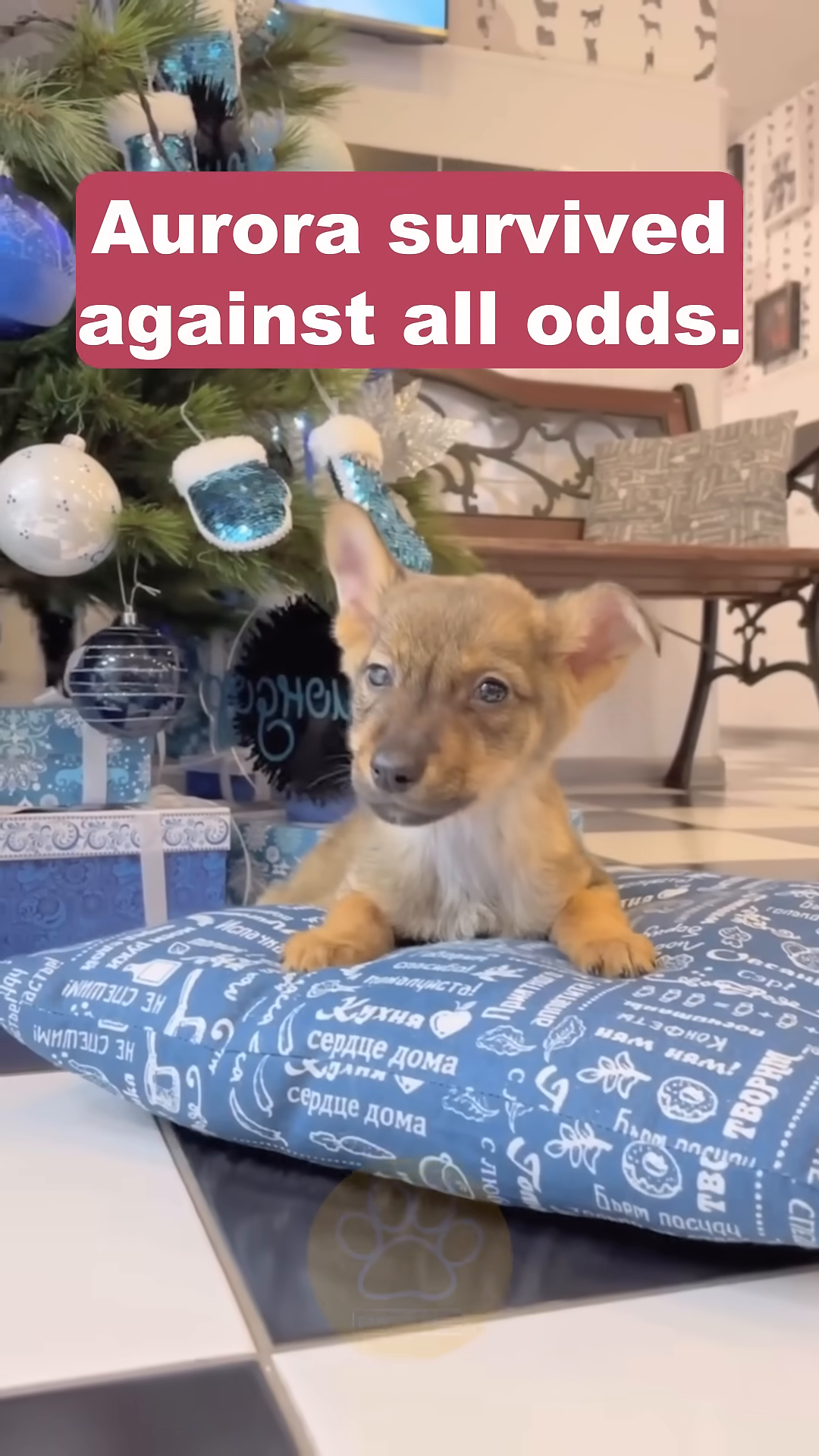 A small puppy sits on a cushion, looking alert and hopeful, with a Christmas tree in the background.