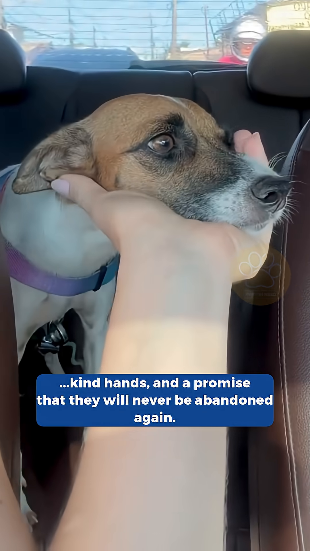The mother dog, looking healthy and gentle, is held, ready for her own loving home.