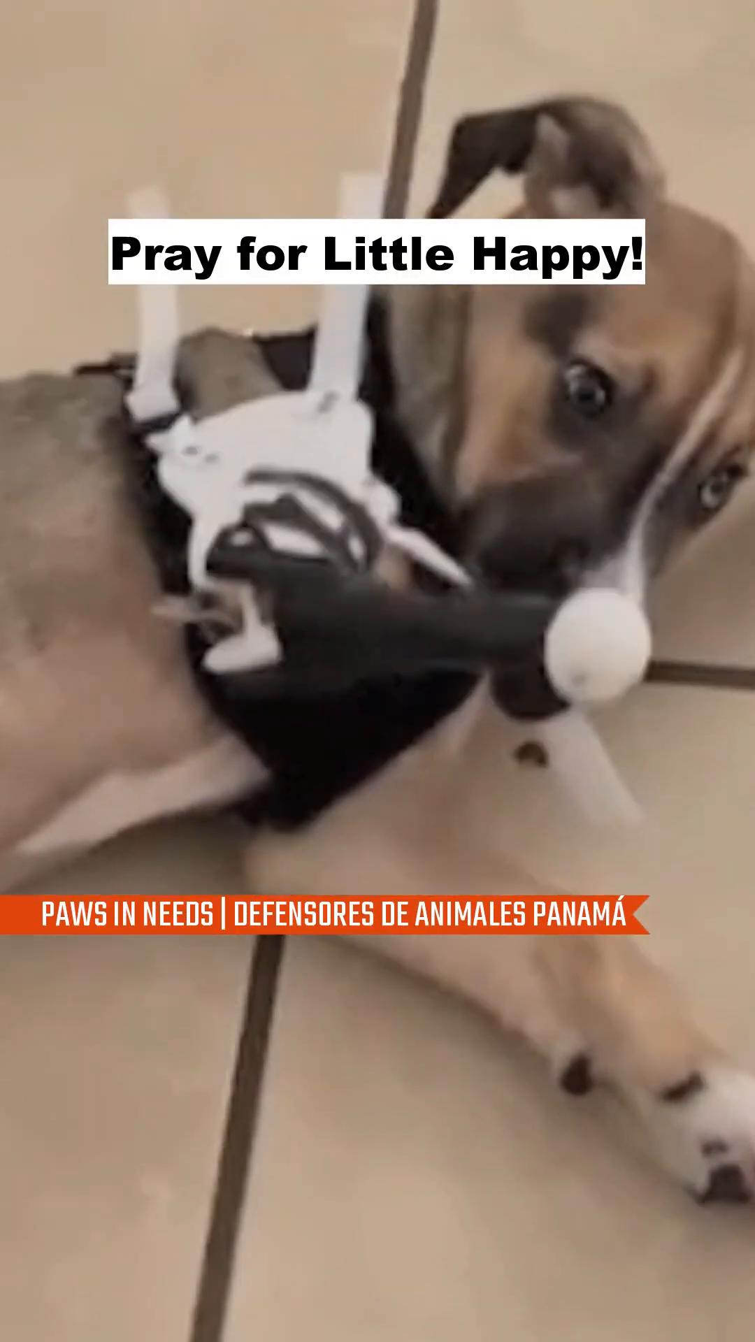 A puppy with a prosthetic leg is lying down and playfully chewing on a part of the prosthetic.