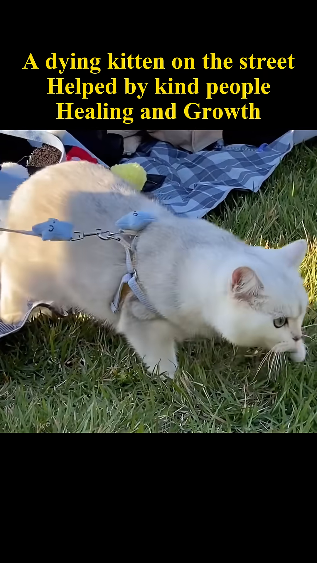 A healthy white kitten wearing a harness walks on green grass, looking alert and happy.
