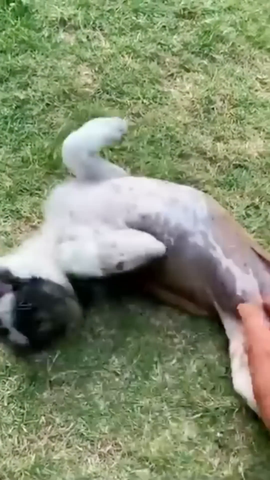 A healthy and happy dog playing in a natural, lush environment.