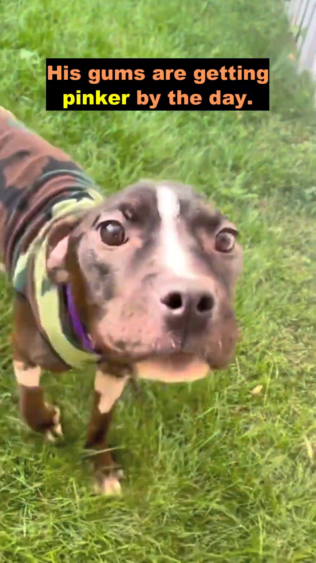 Kirby, wearing a camouflage shirt, looks up with bright eyes, his tail visible.