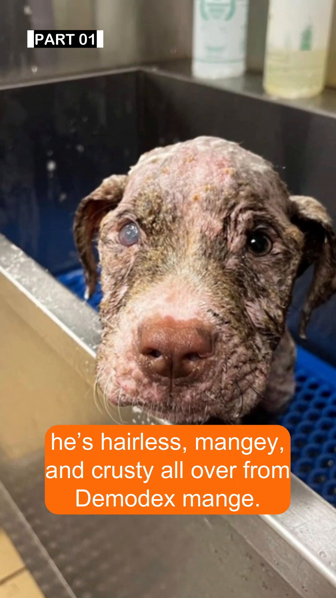 A puppy lying down, appearing extremely thin and dehydrated.