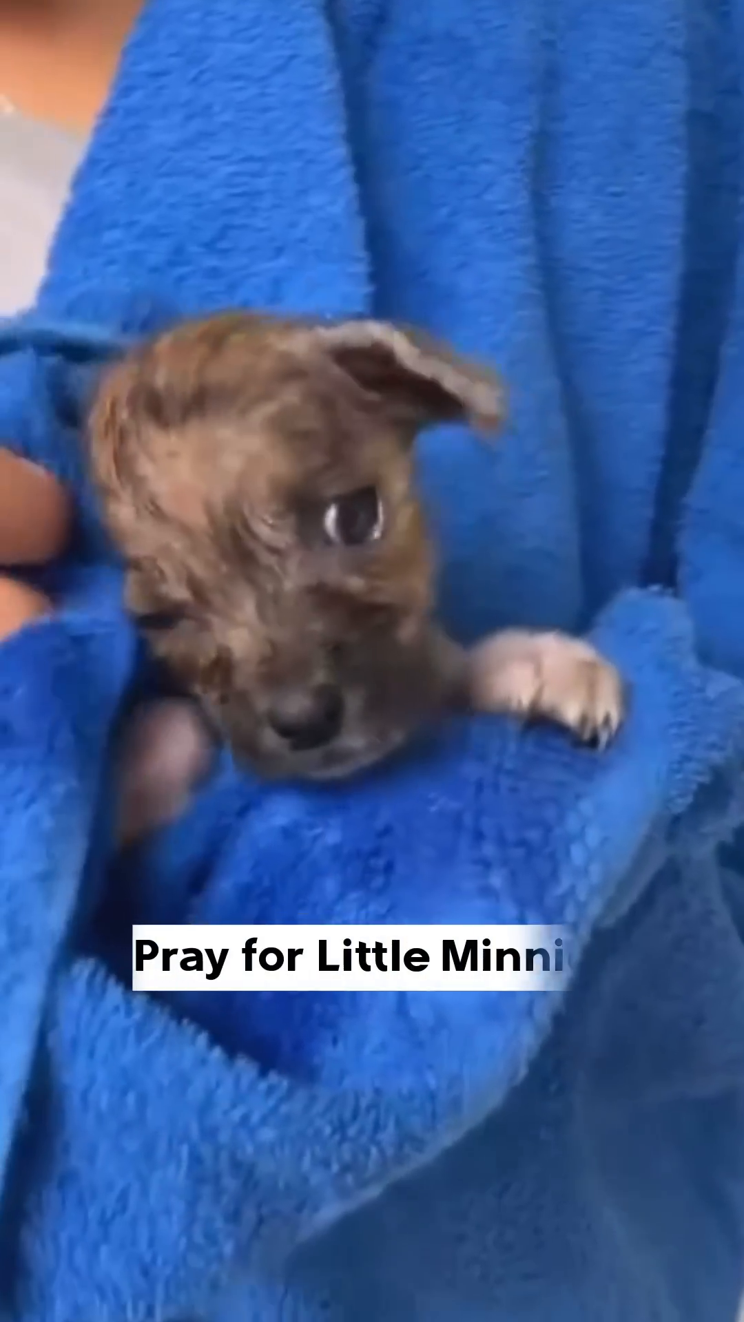 The puppy, wrapped in a blue towel, looks up with hopeful eyes.