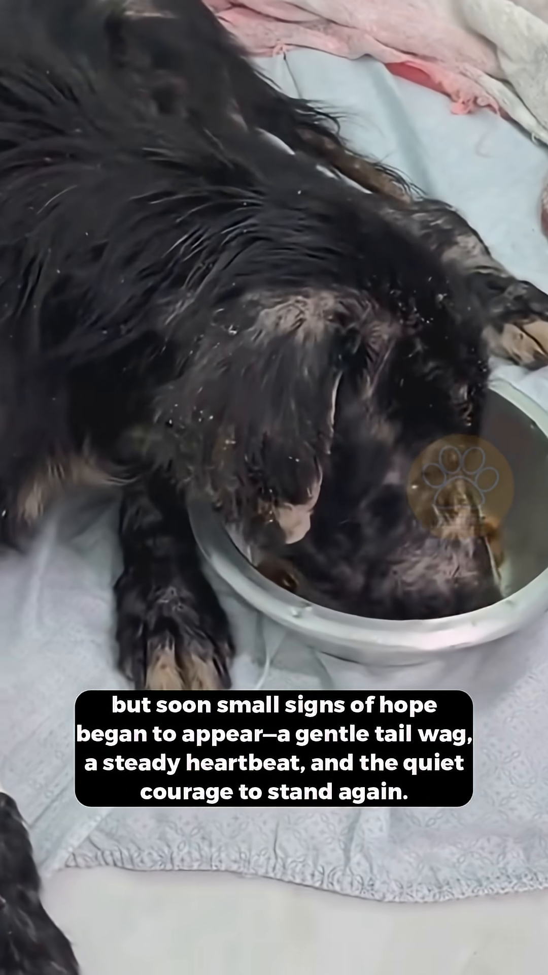 The dog eating from a bowl, looking more content and healthy.