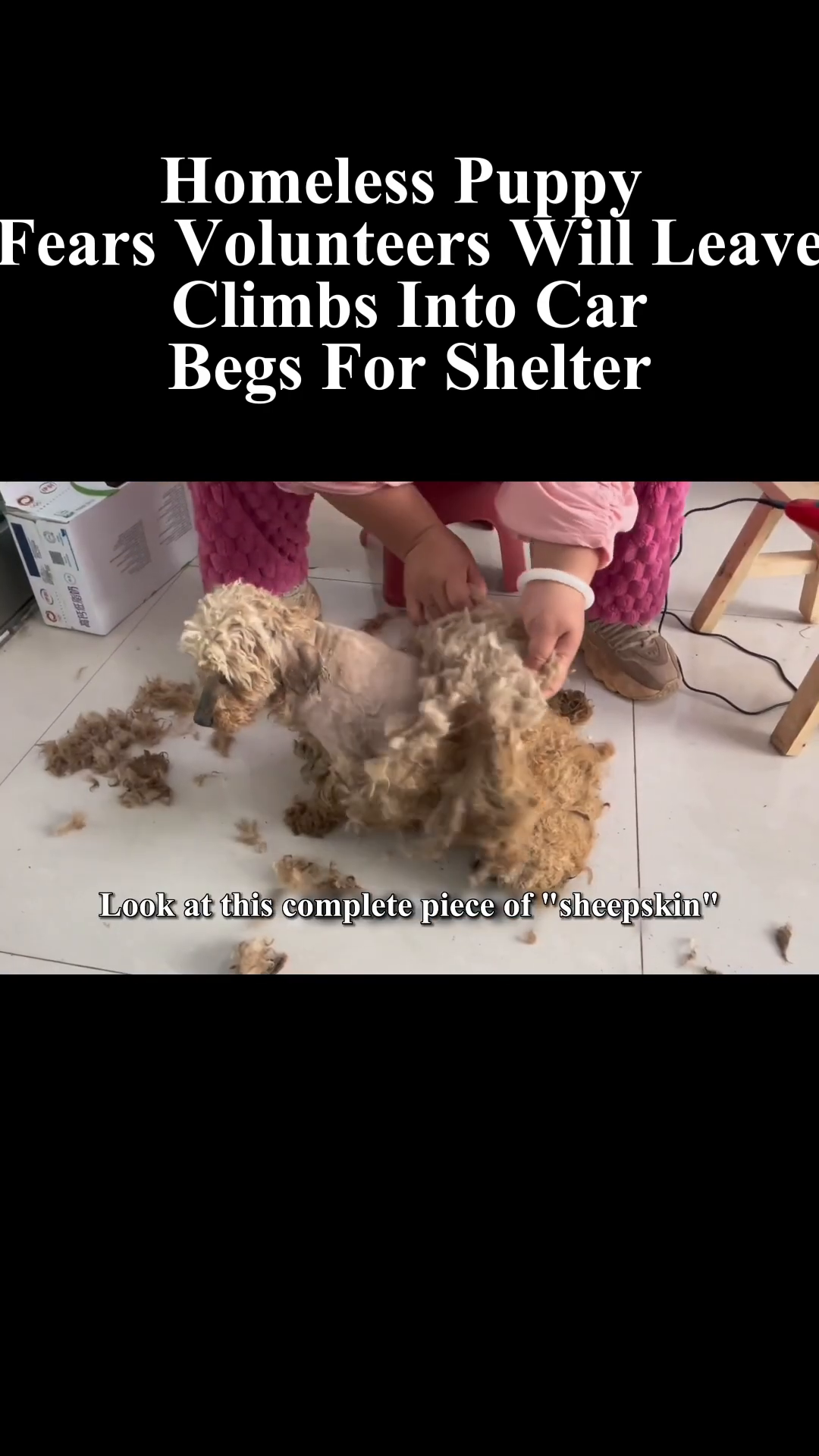 A pile of matted fur that has been shaved off the puppy.