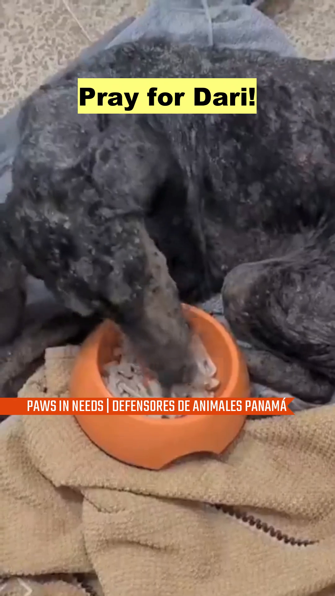 Dari is seen eating slowly from a bowl, with a message asking to 'Pray for Dari!' overlaid.