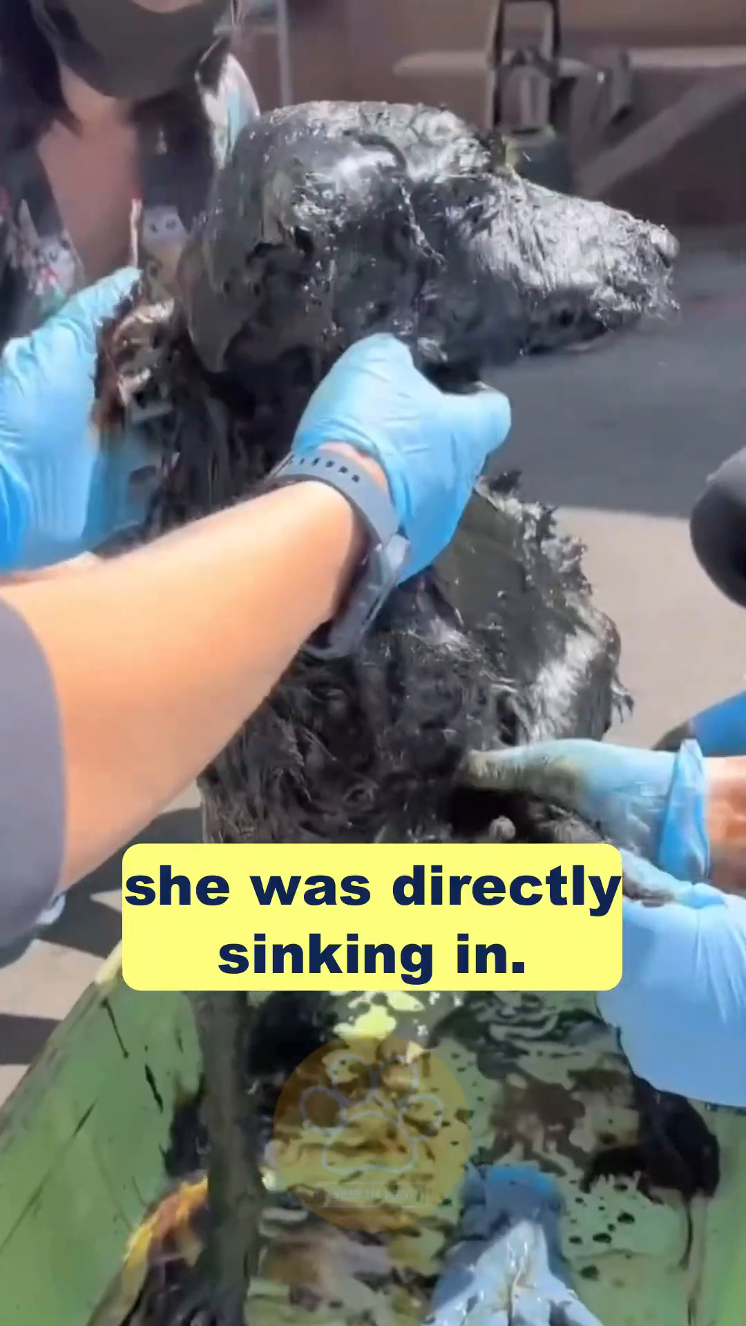Rescuers gently cleaning the puppy, carefully removing bitumen from her fur and skin.