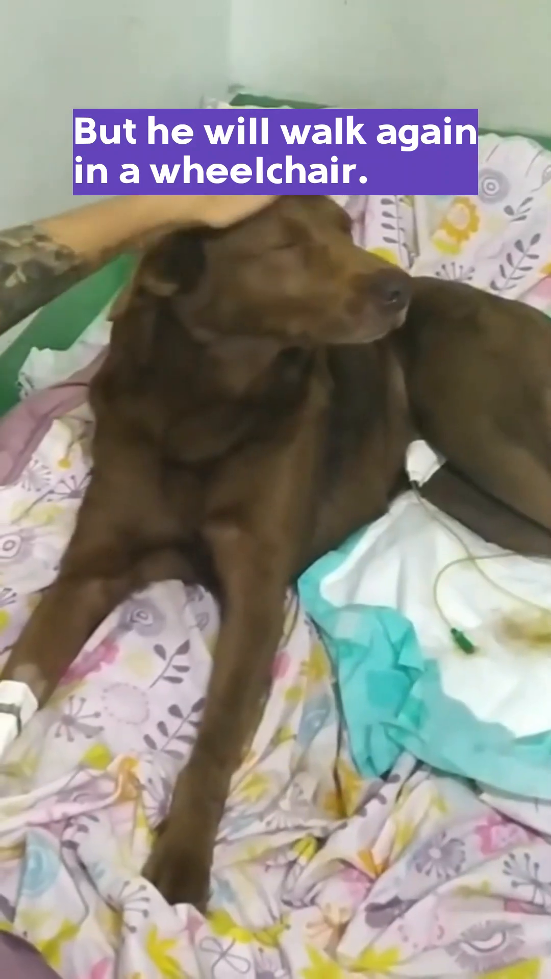 Dante is seen eating from a food bowl, showing his determination to recover.