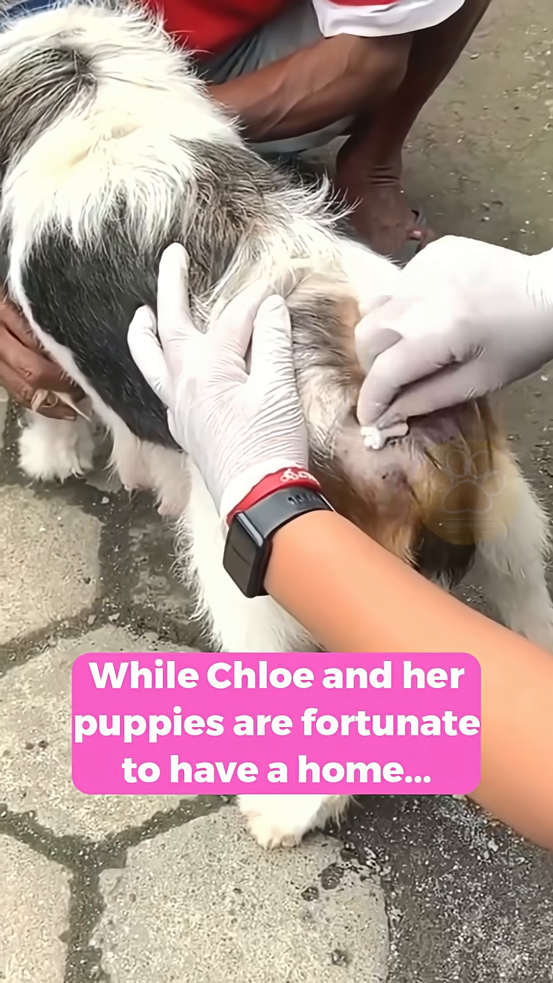 Chloe and her puppies are seen being fed and cared for by loving individuals.