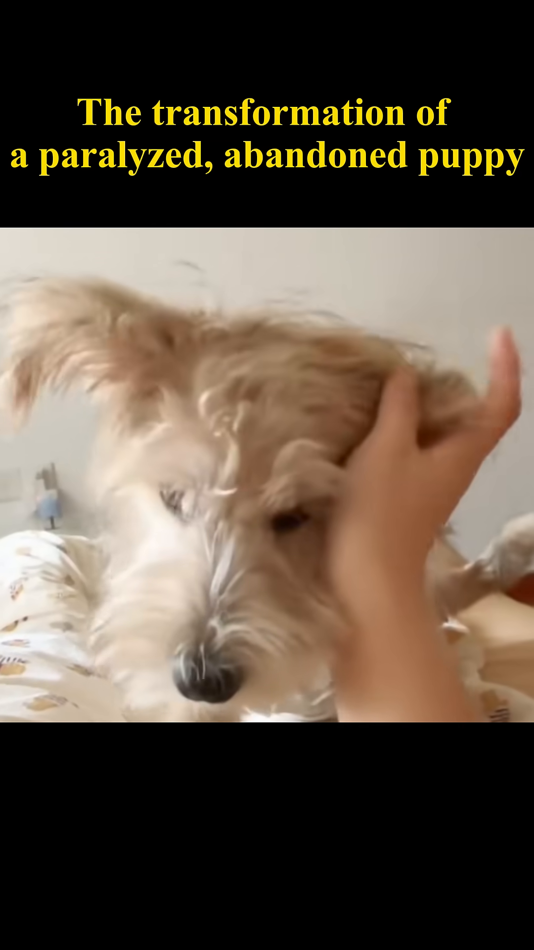 A healthy-looking puppy with bright eyes looks directly at the camera, appearing alert and happy.