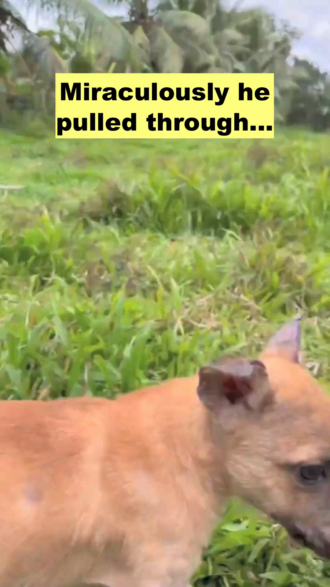 A small puppy is shown playing and jumping in the grass, looking energetic and happy.