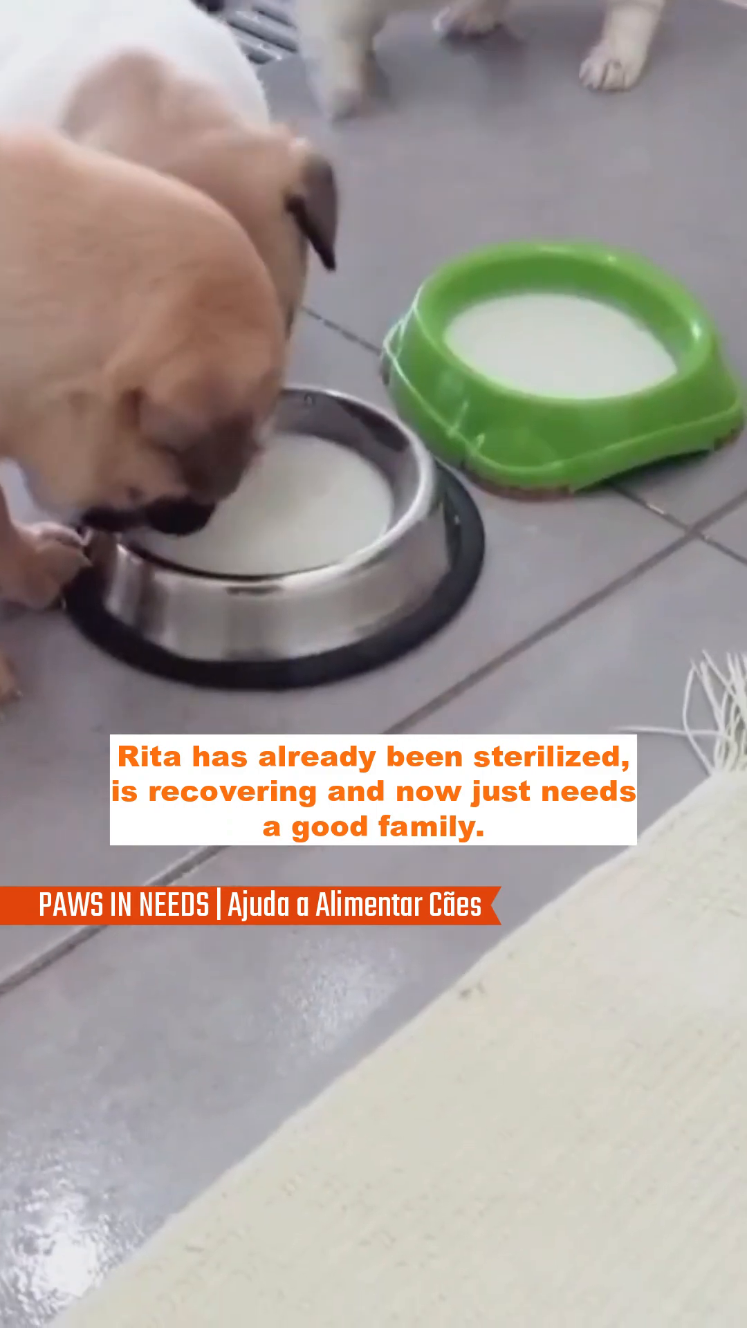 Mama Rita, recovering in the shelter, drinks from a bowl, awaiting her own loving family.