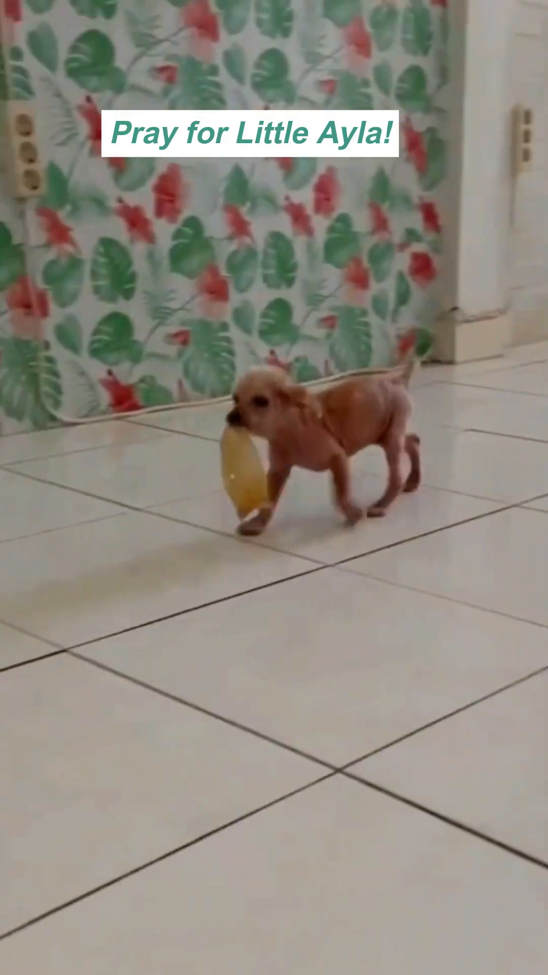 Ayla walks with determination, carrying a toy, her tail held high.