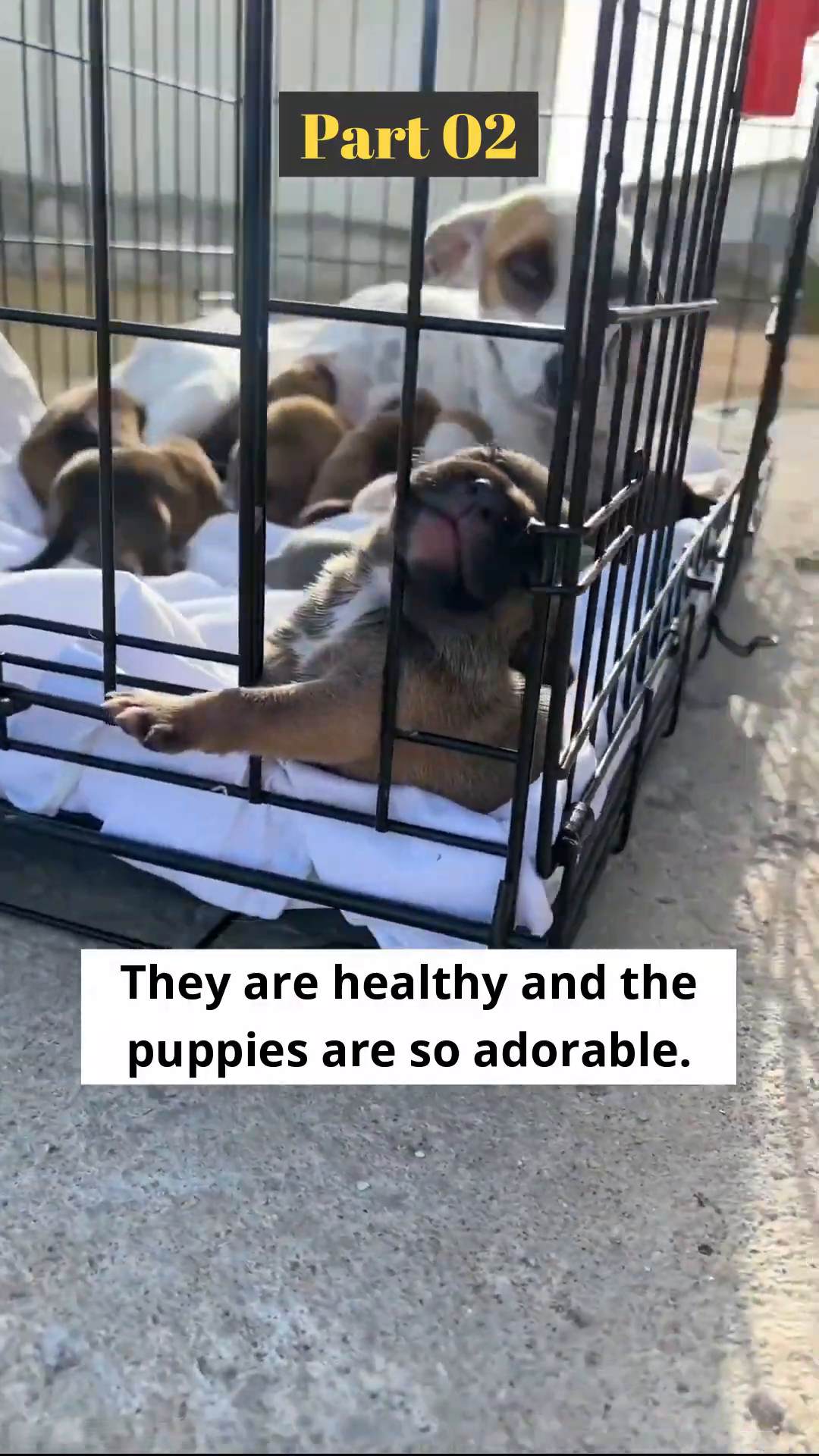 A group of puppies crowded together in a crate, looking healthy and playful.