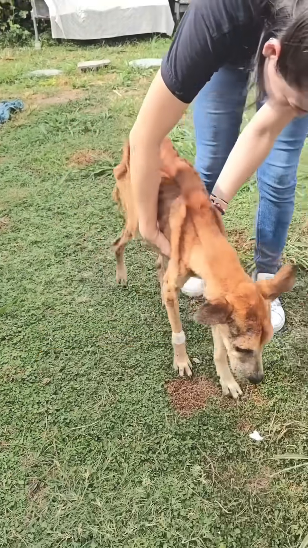 A person gently strokes a dog lying down, offering comfort in its final moments.