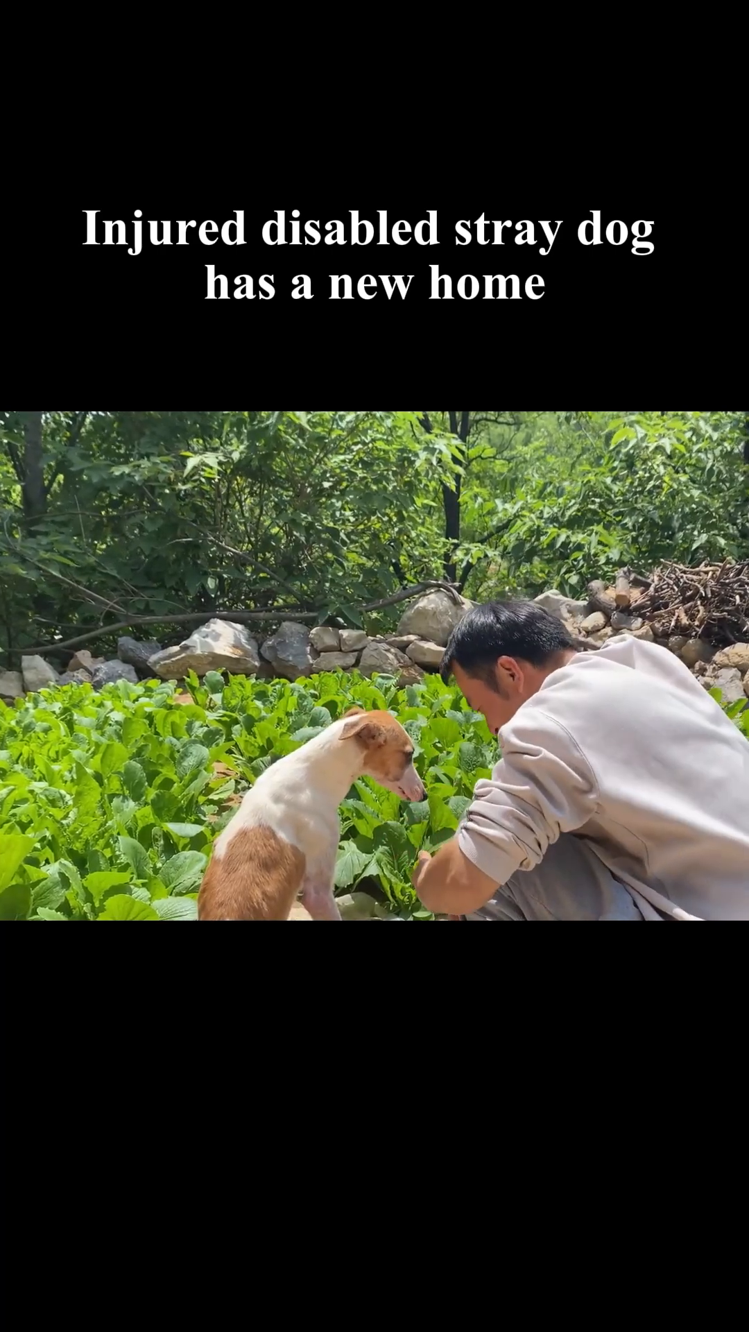 A person gently pets the dog, which looks up with a hopeful expression.