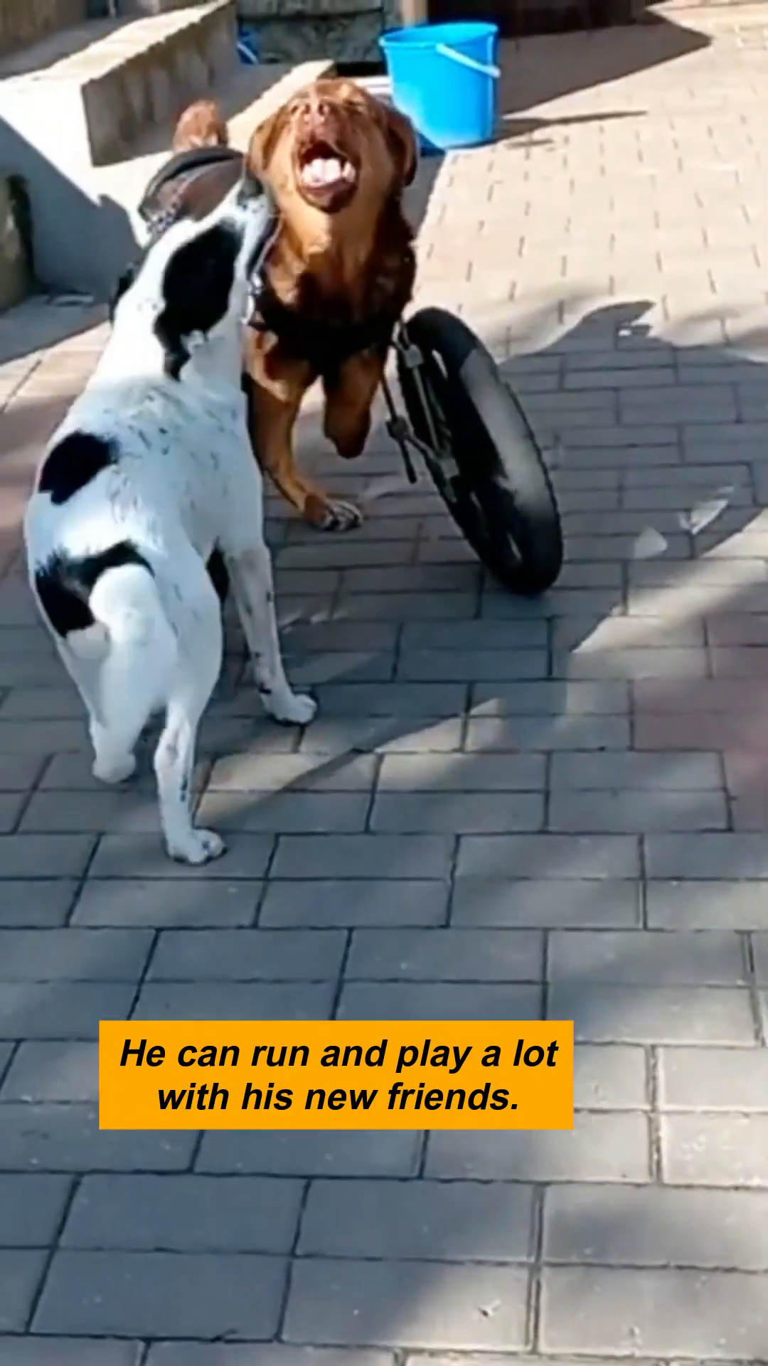 Metenka happily playing with another dog in a sunny outdoor area.